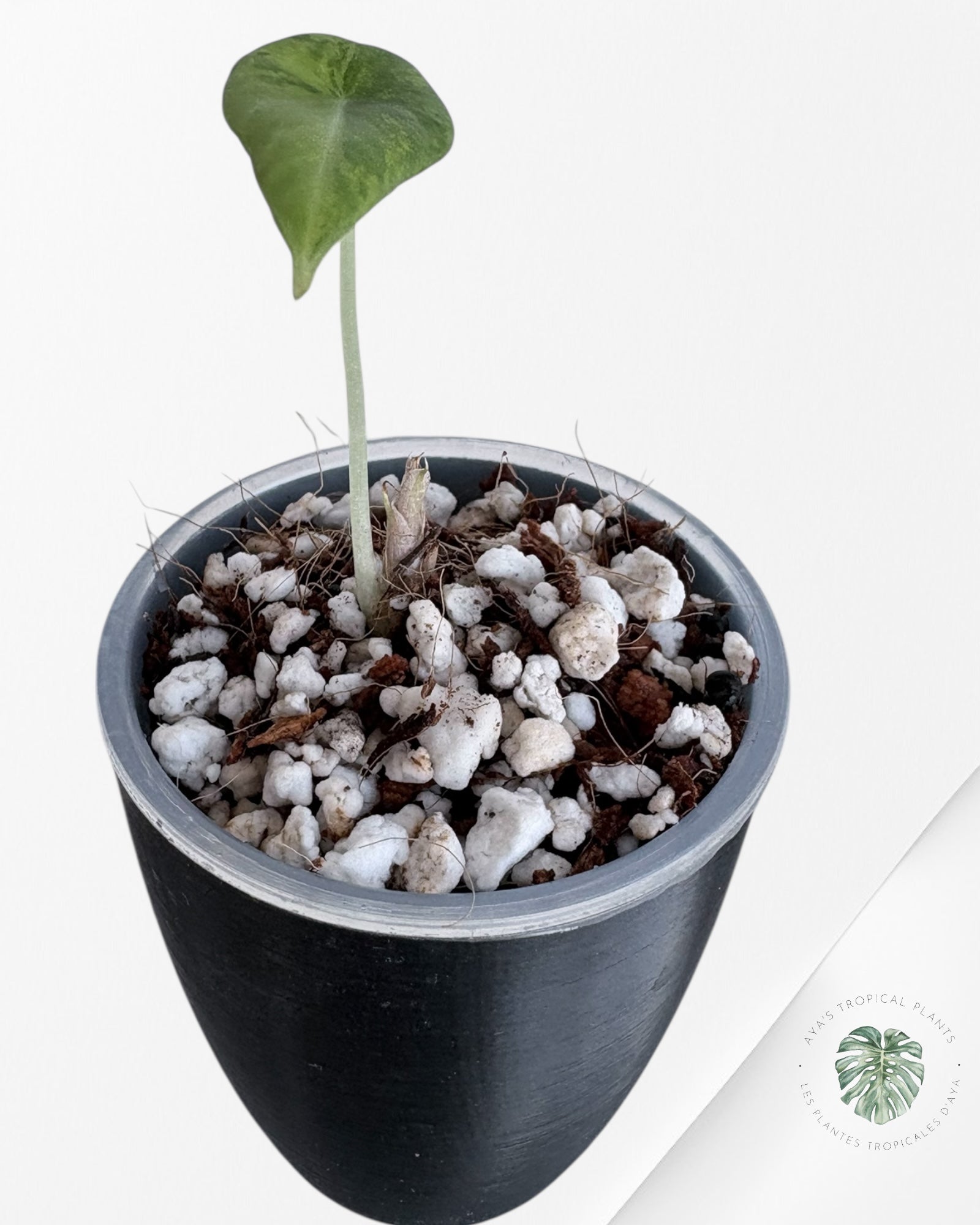 Alocasia Black Velvet Aurea Variegated