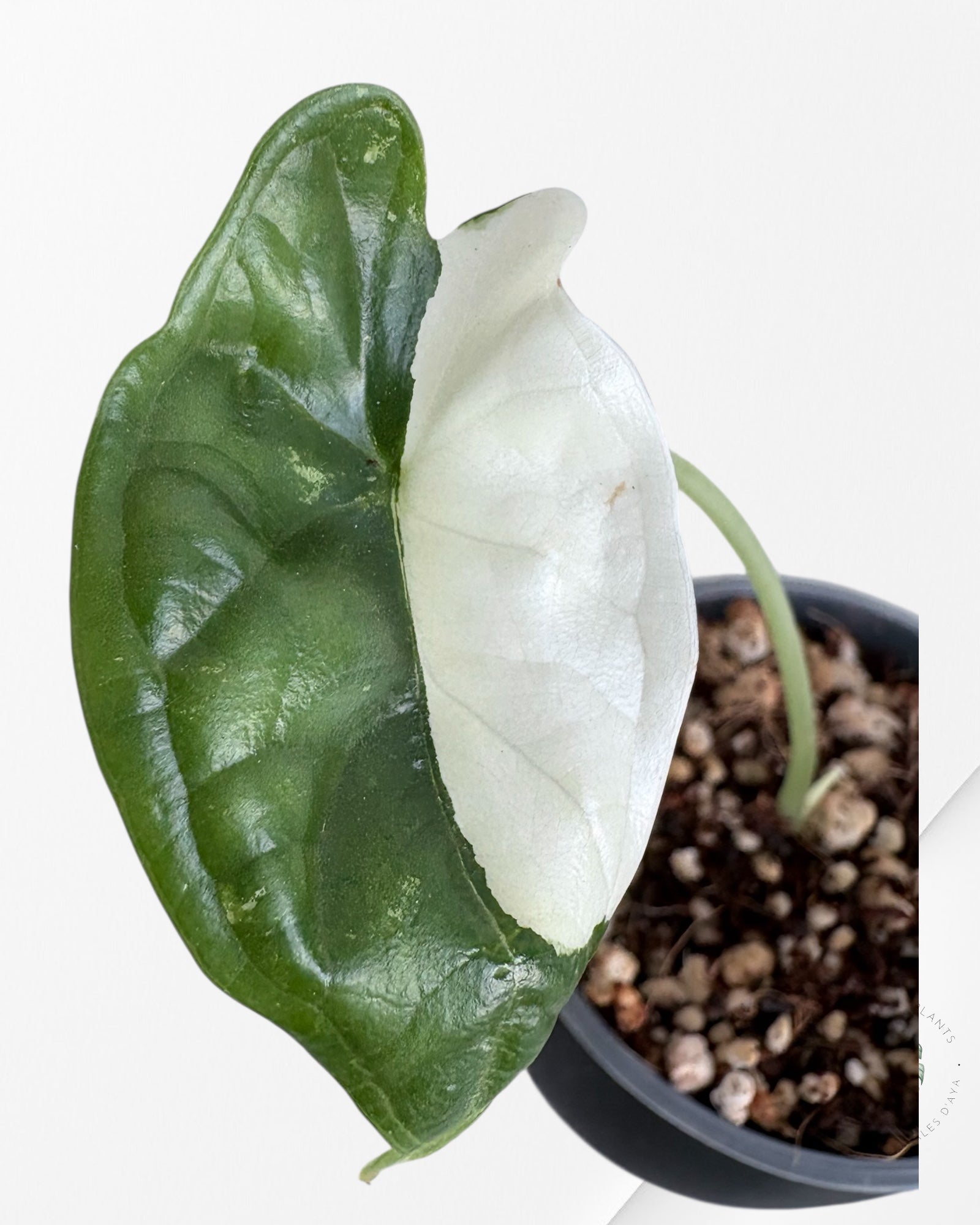 Alocasia Dragon Scale Albo Variegated (A Grade)