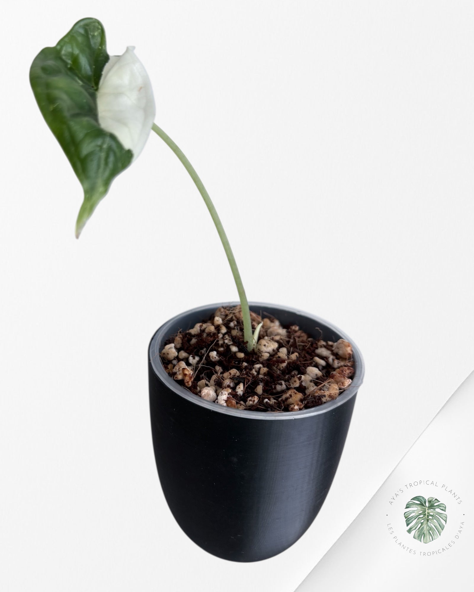 Alocasia Dragon Scale Albo Variegated (A Grade)