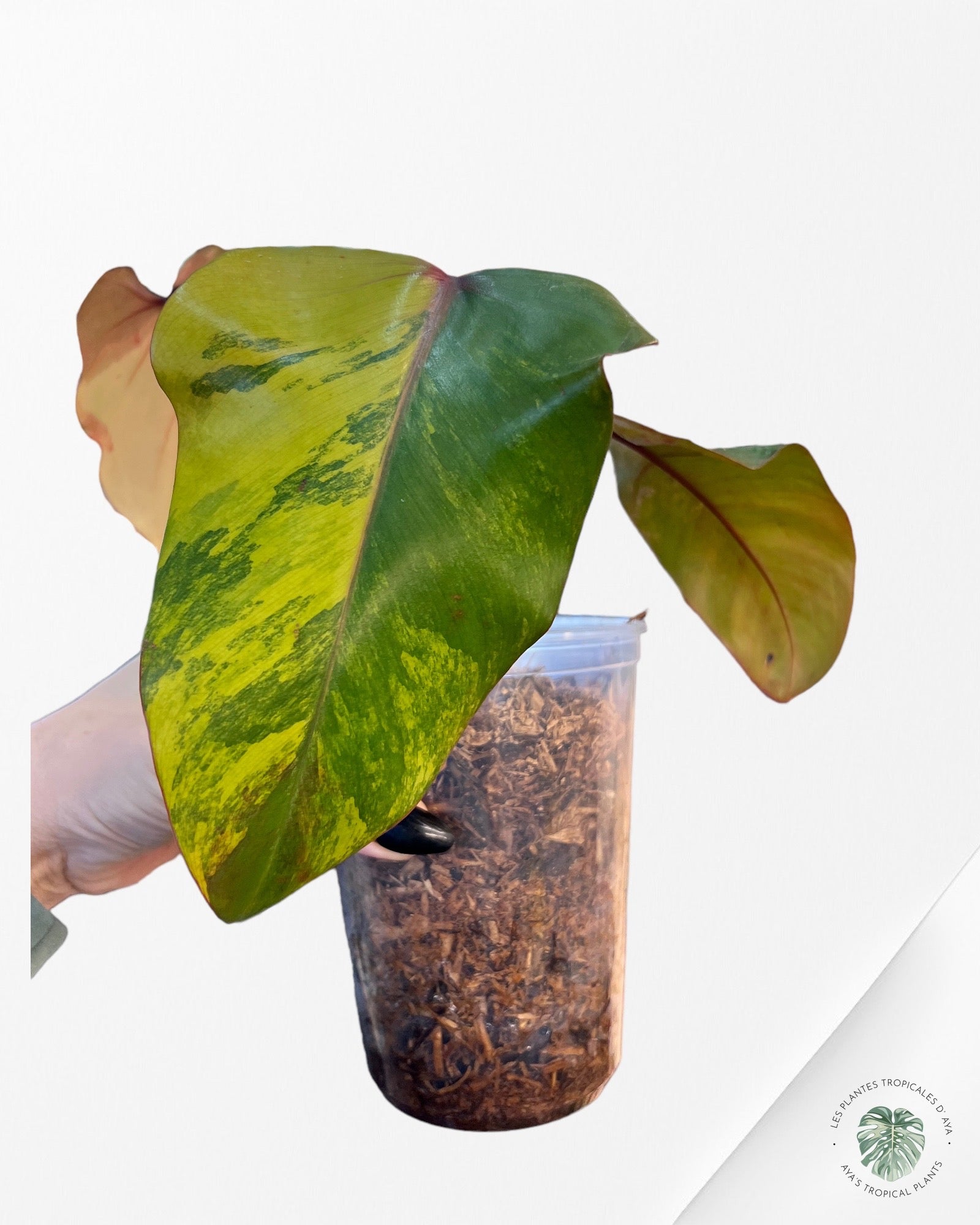 Philodendron Strawberry Shake JAS21