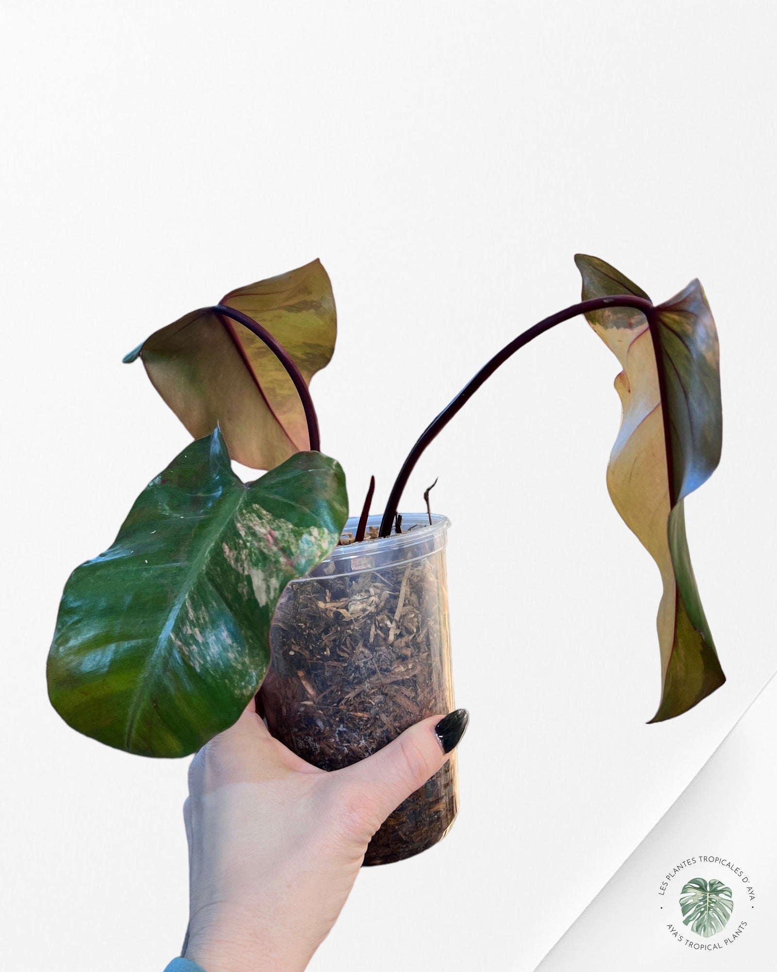 Philodendron Strawberry Shake JAS21