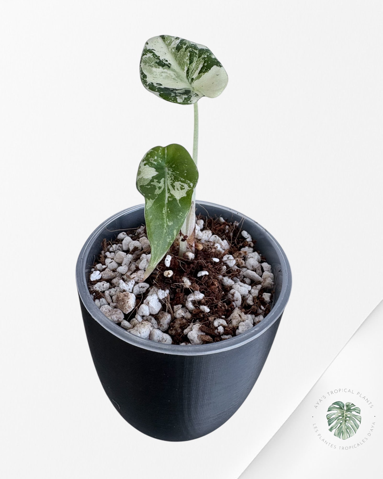 Alocasia Black Velvet Pink Variegated