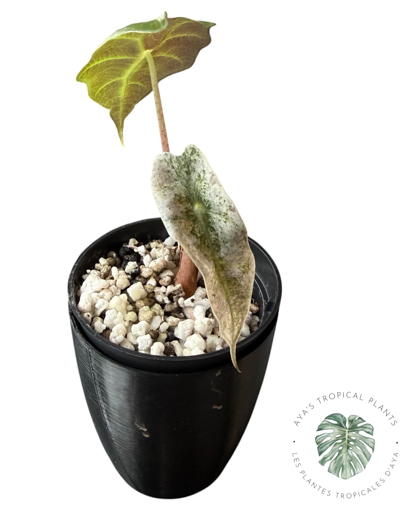 Alocasia polly pink mutation