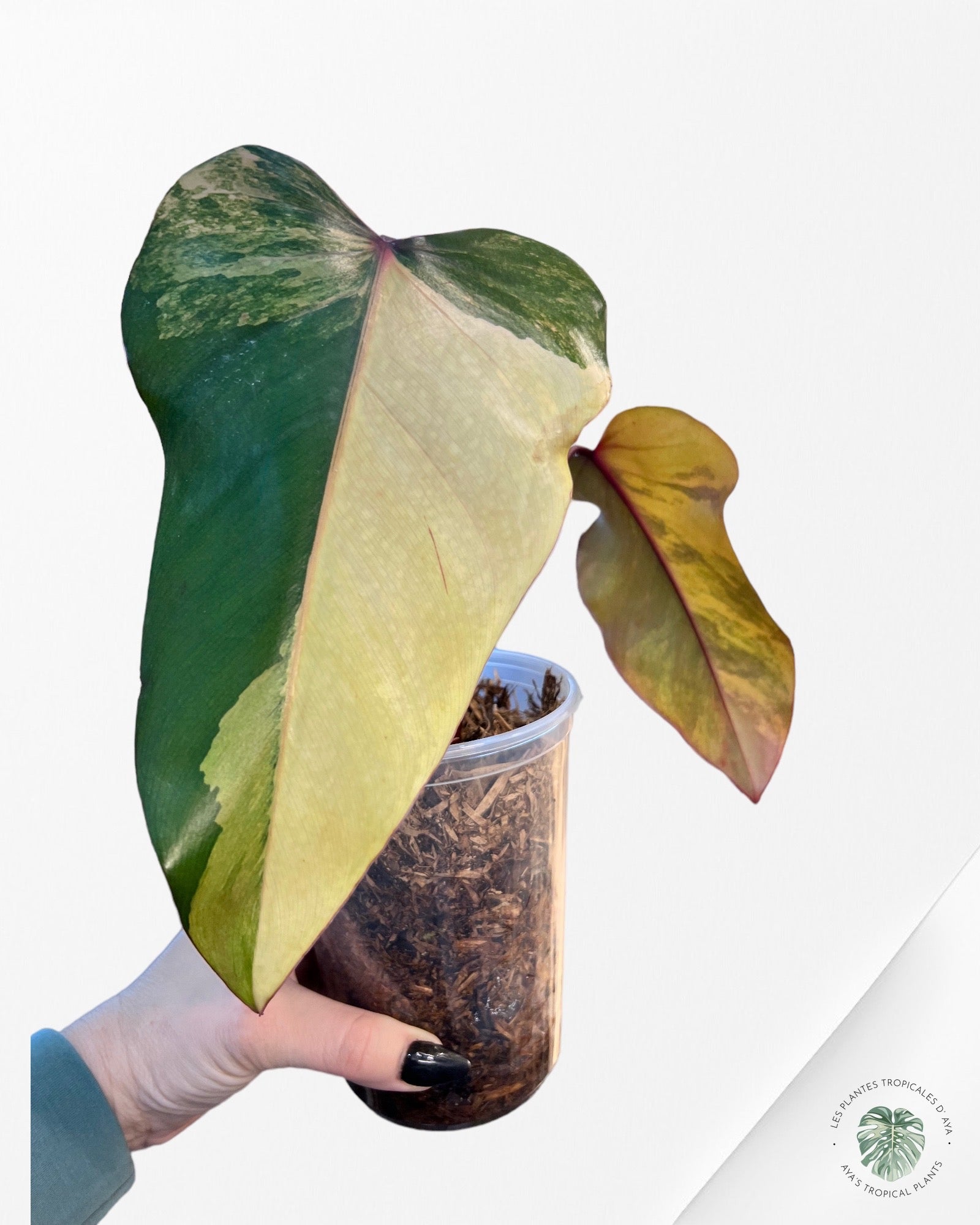 Philodendron Strawberry Shake JAS21