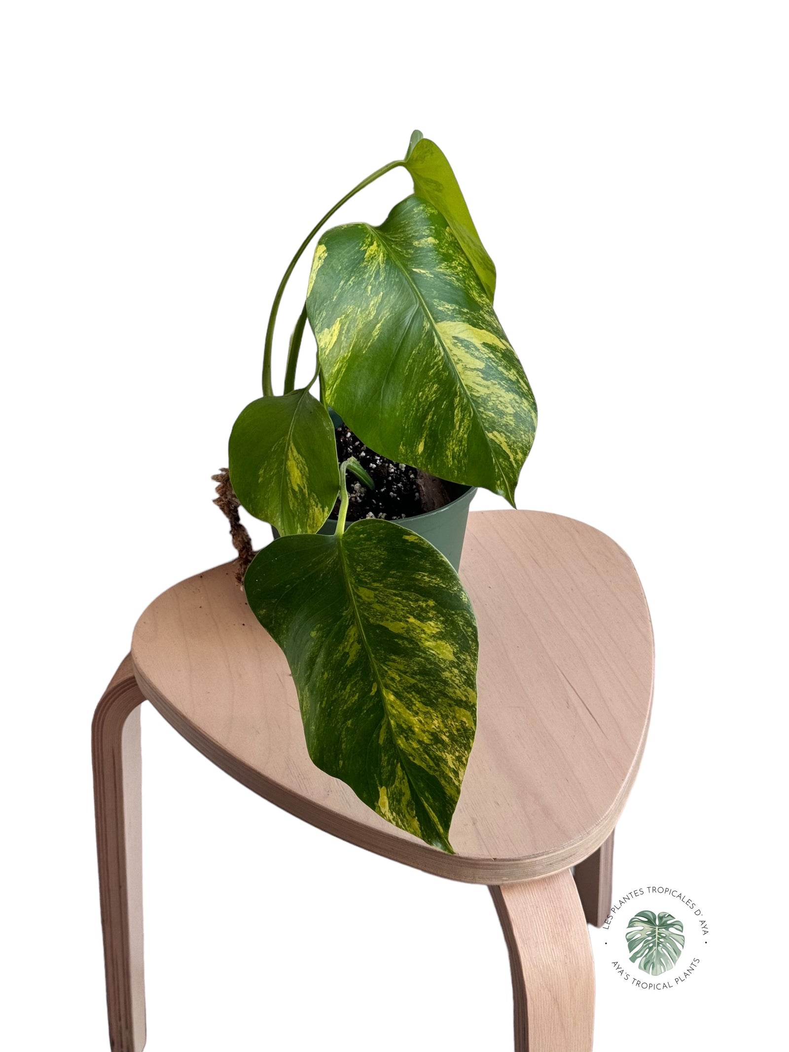 Monstera Legacy JA66