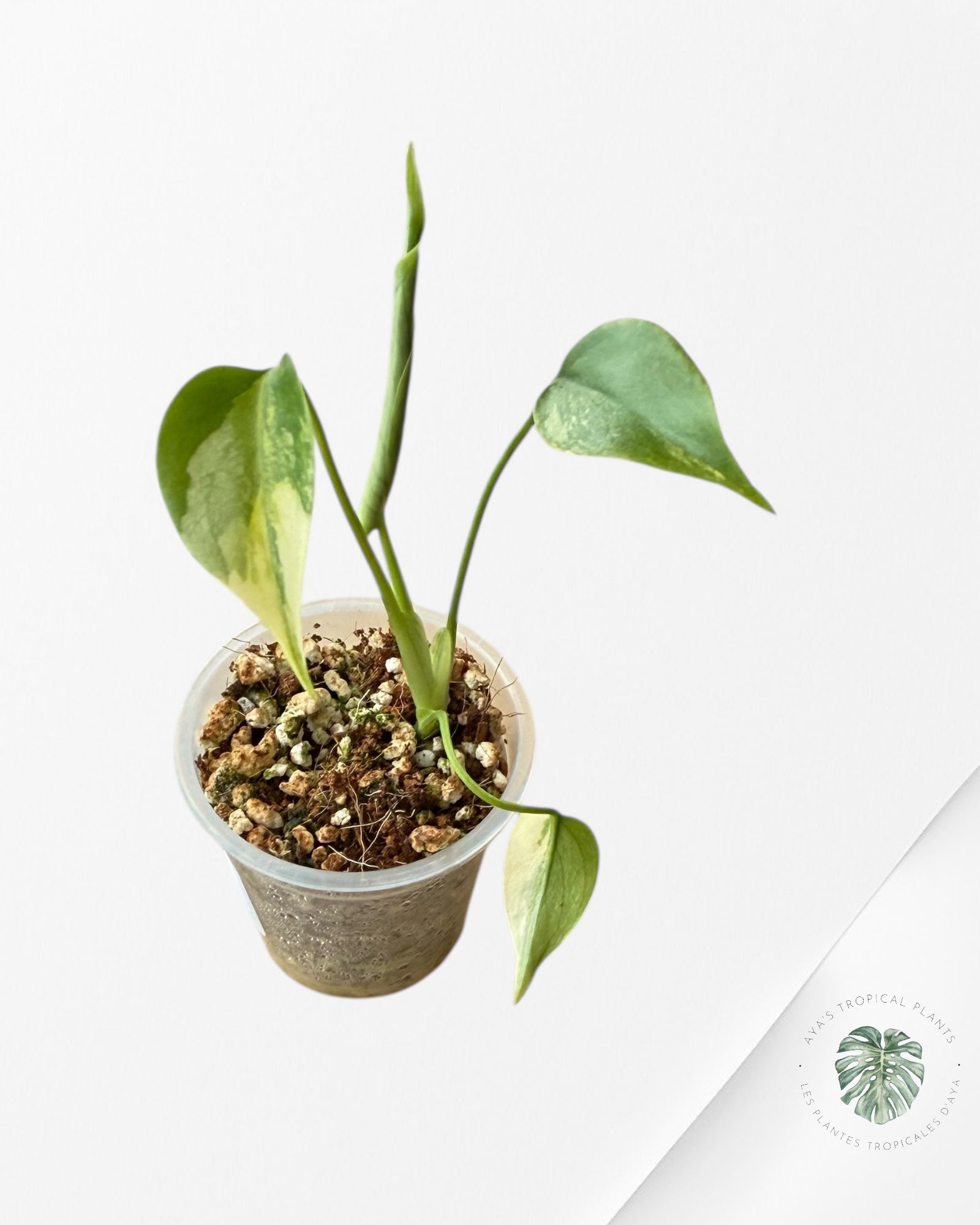 Monstera Aurea | Rare TC Plant | Aya's Tropical Plants