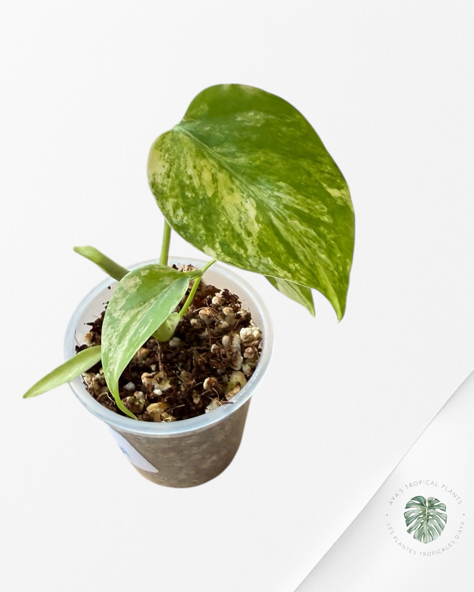 Monstera Aurea | Rare TC Plant | Aya's Tropical Plants