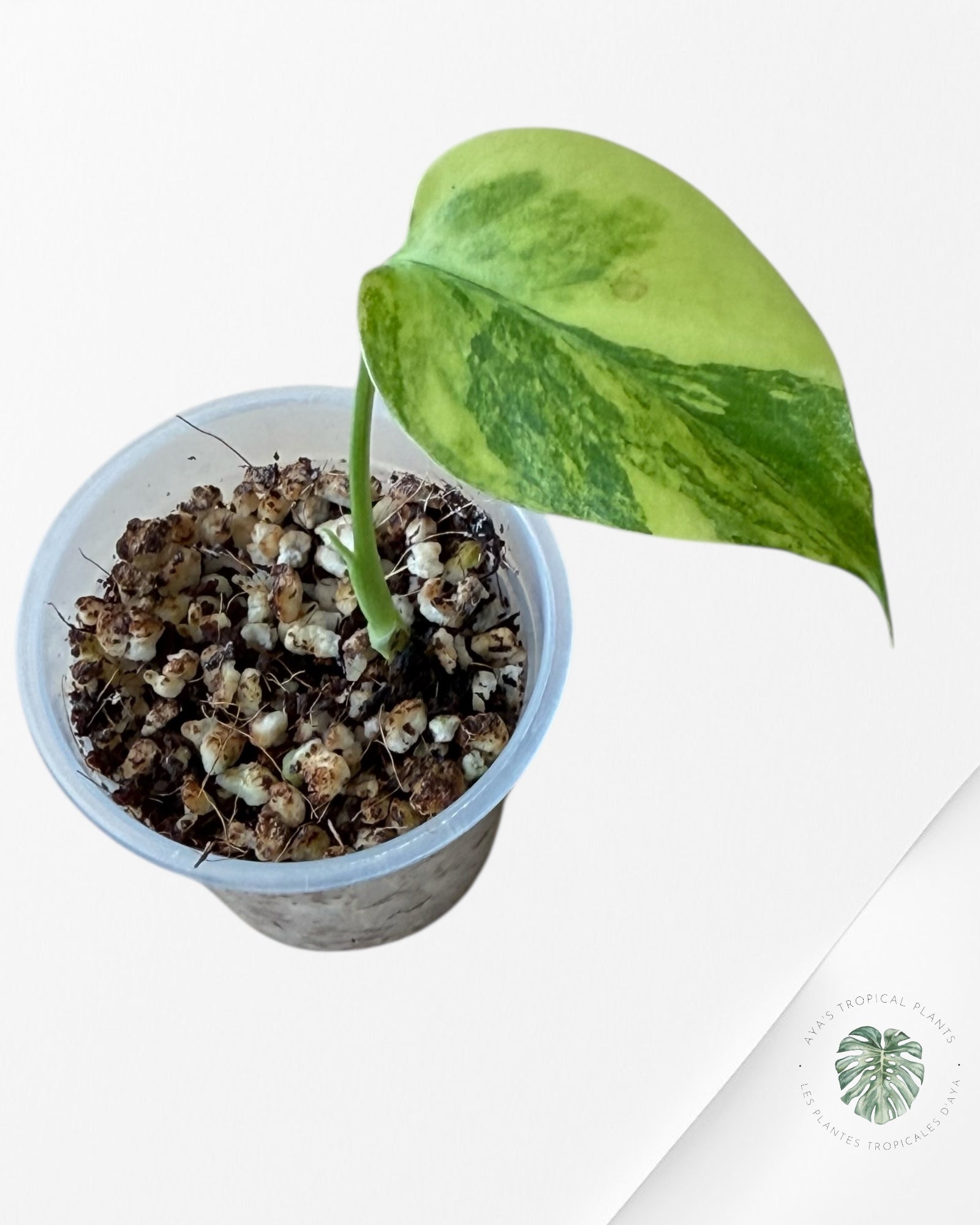 Monstera Aurea | Rare TC Plant | Aya's Tropical Plants