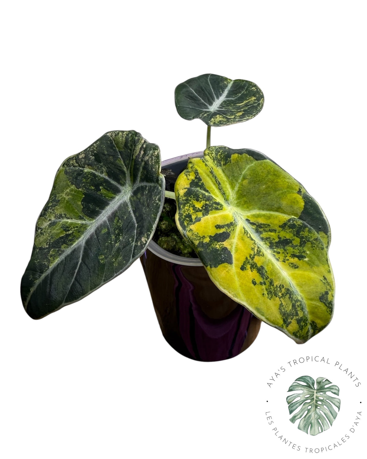 Alocasia Black Velvet Aurea Variegated