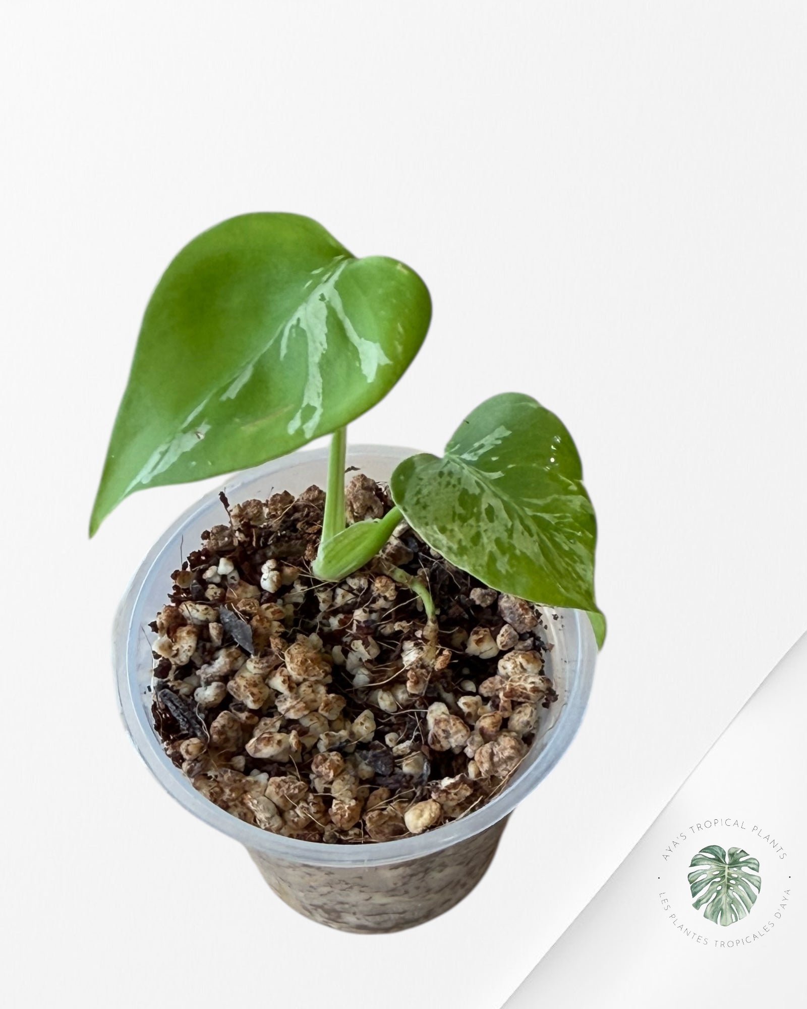 Monstera Deliciosa Bulbasaur | Rare TC Plant| Aya's Tropical Plants