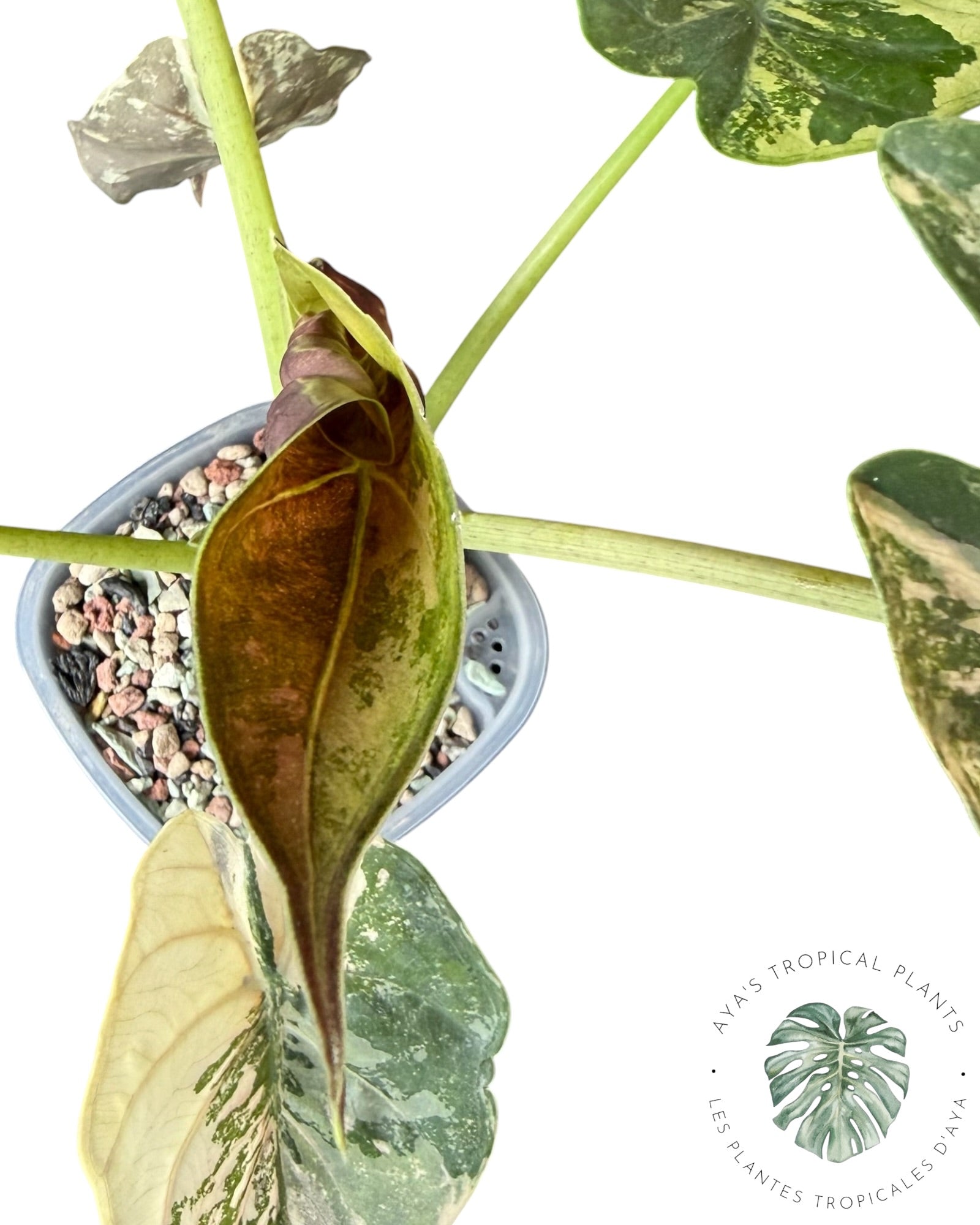 Alocasia Wentii Albo Pink Variegated ( large)