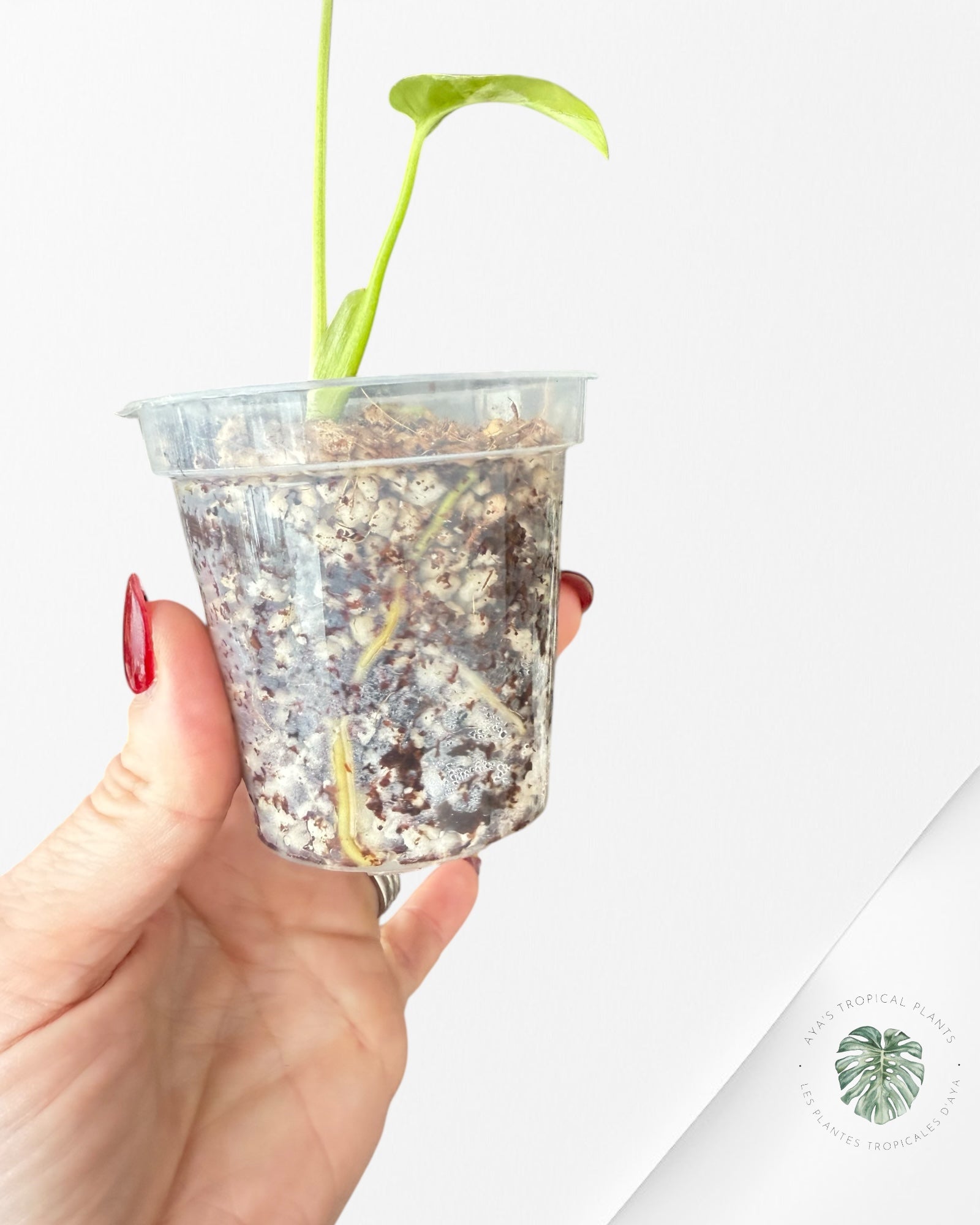 Monstera Deliciosa Bulbasaur | Rare TC Plant| Aya's Tropical Plants