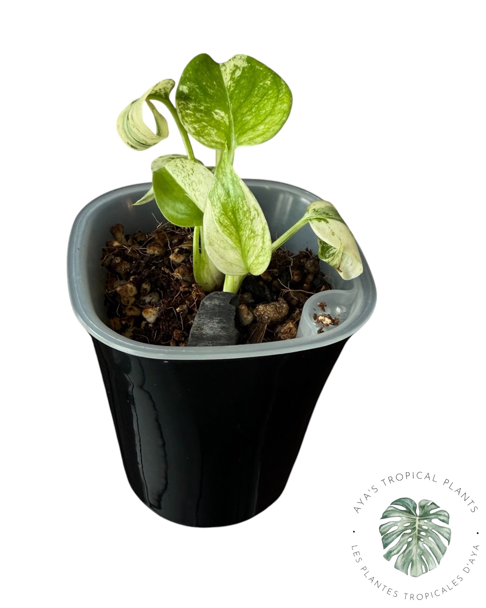 Monstera White Monster