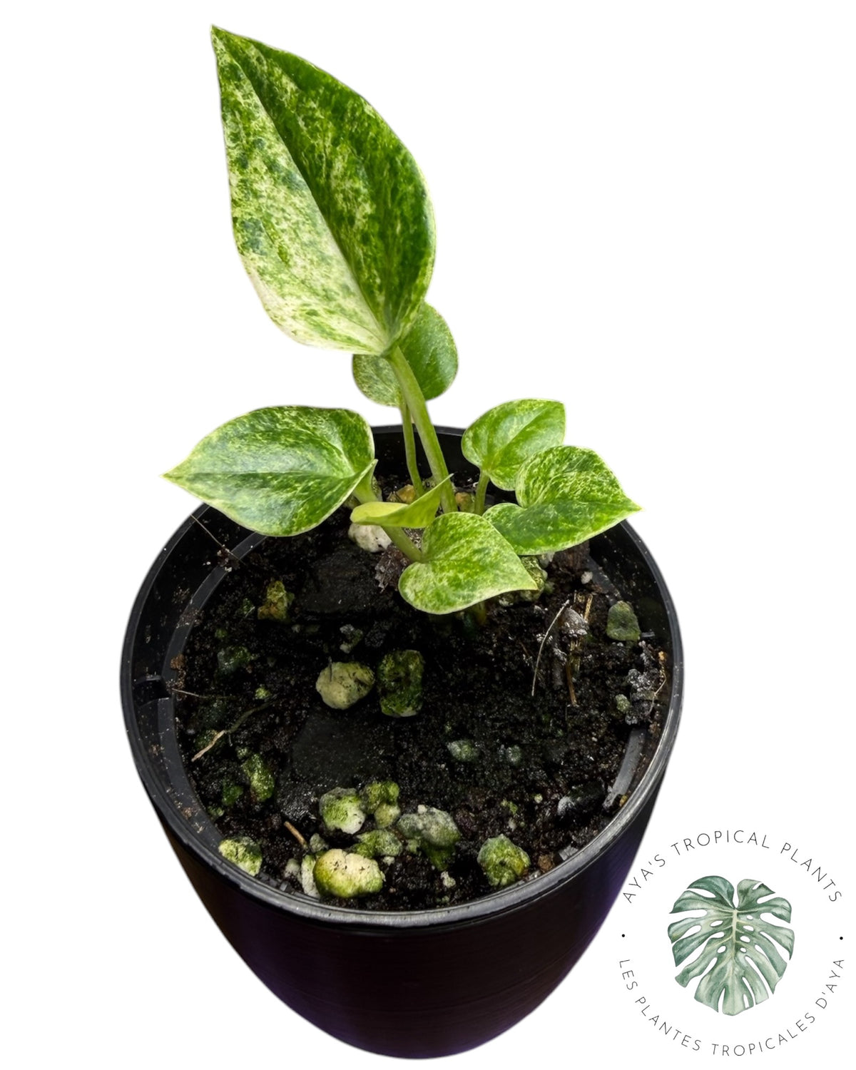 Anthurium Hookeri Albo Panaché