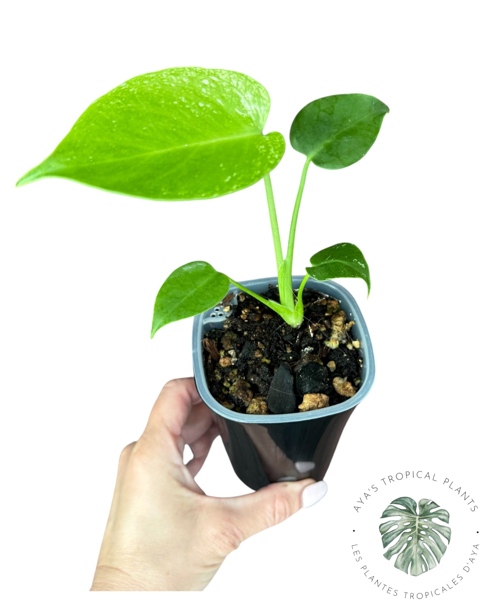 Monstera Deliciosa 'Monstre du Diable'