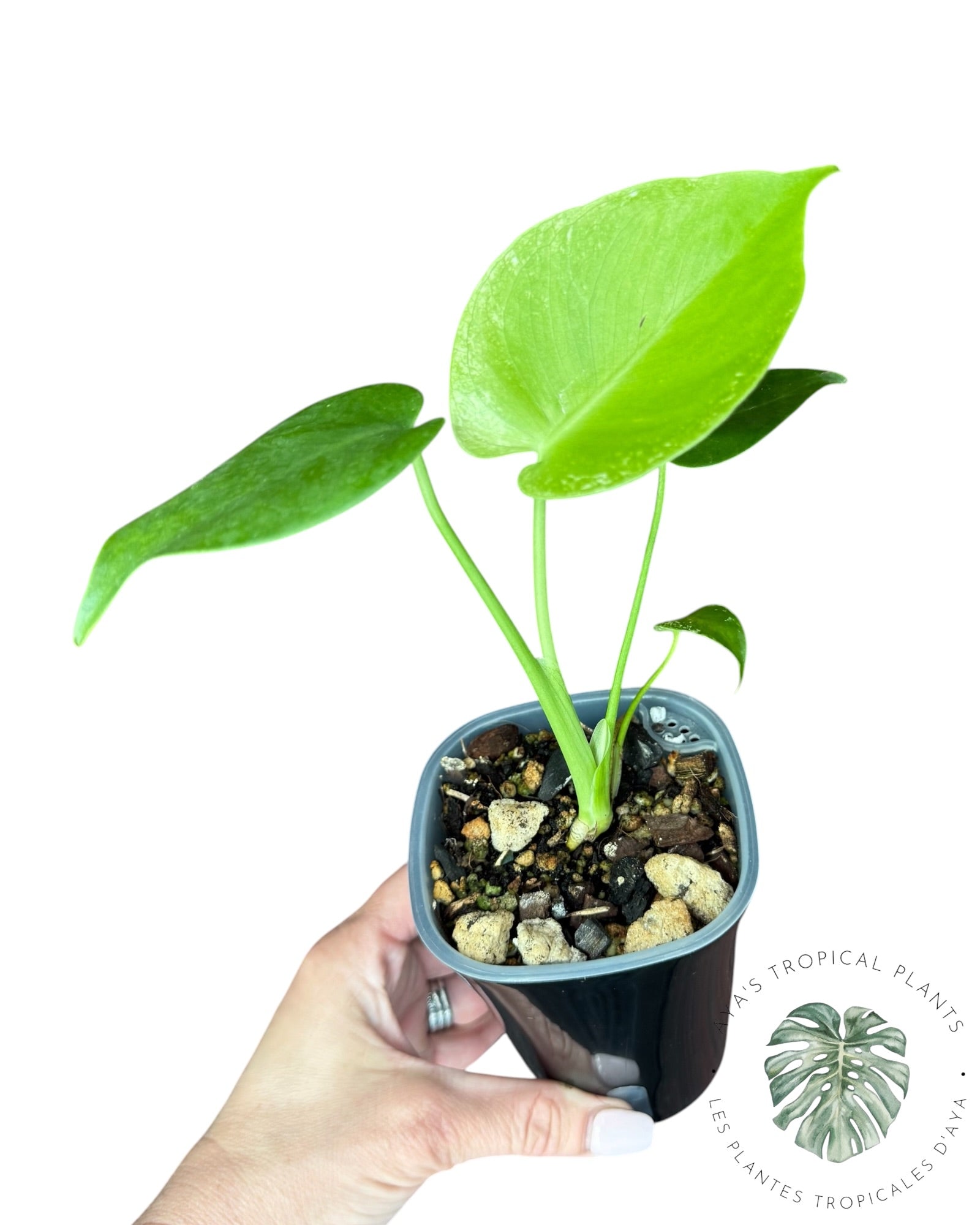 Monstera Deliciosa 'Monstre du Diable'
