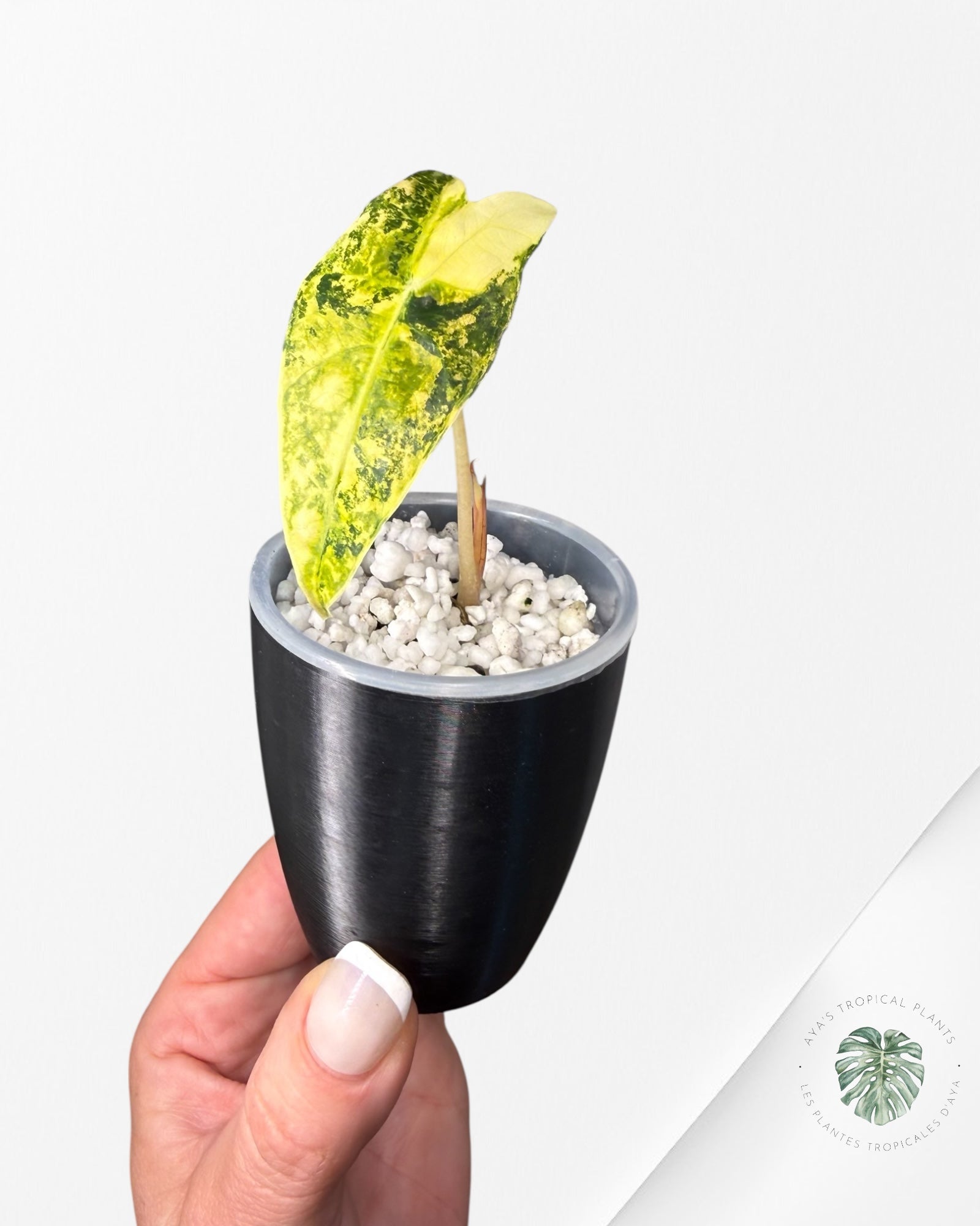 Alocasia Sanderiana ‘Bull’ Aurea Variegated