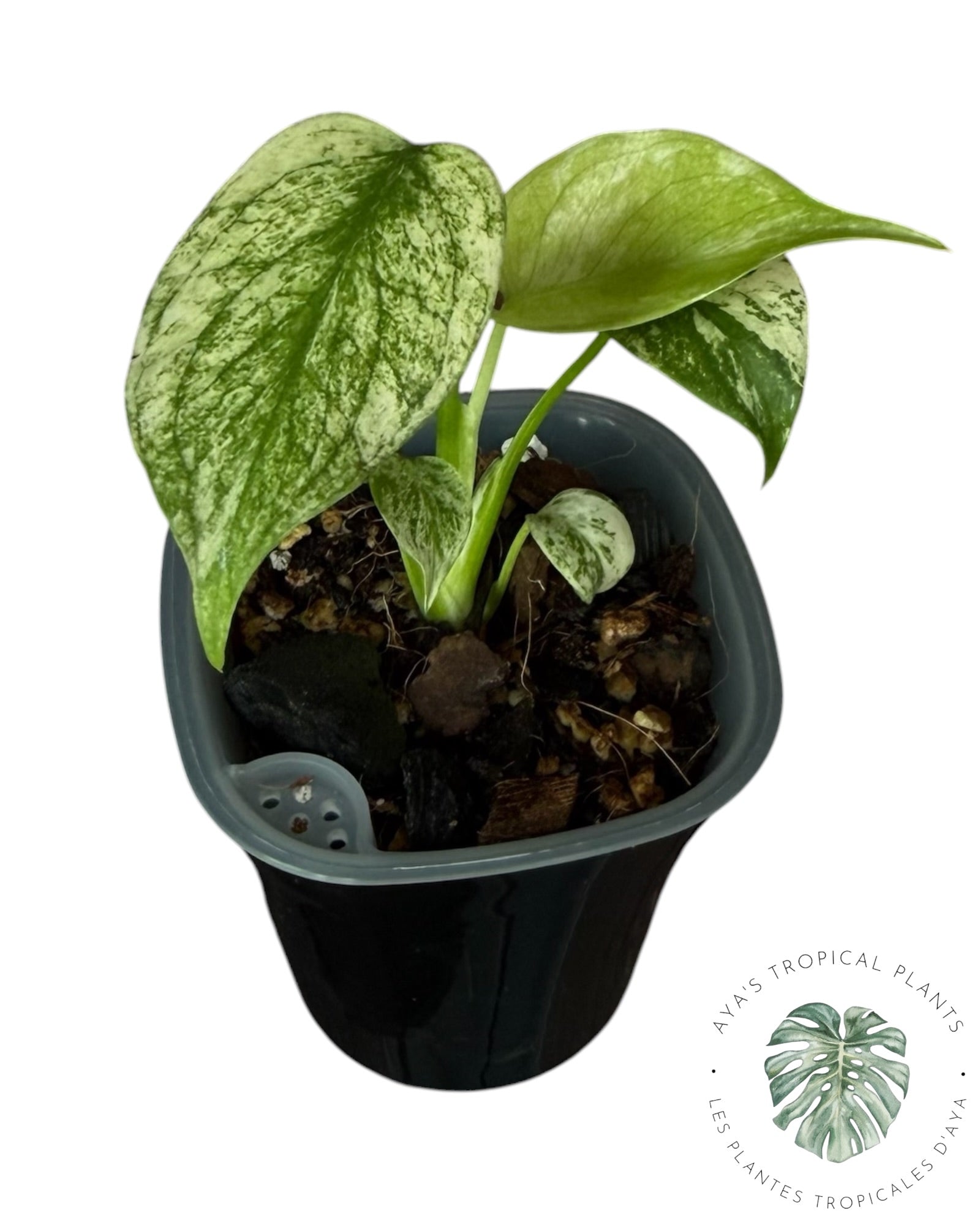 Monstera White Monster