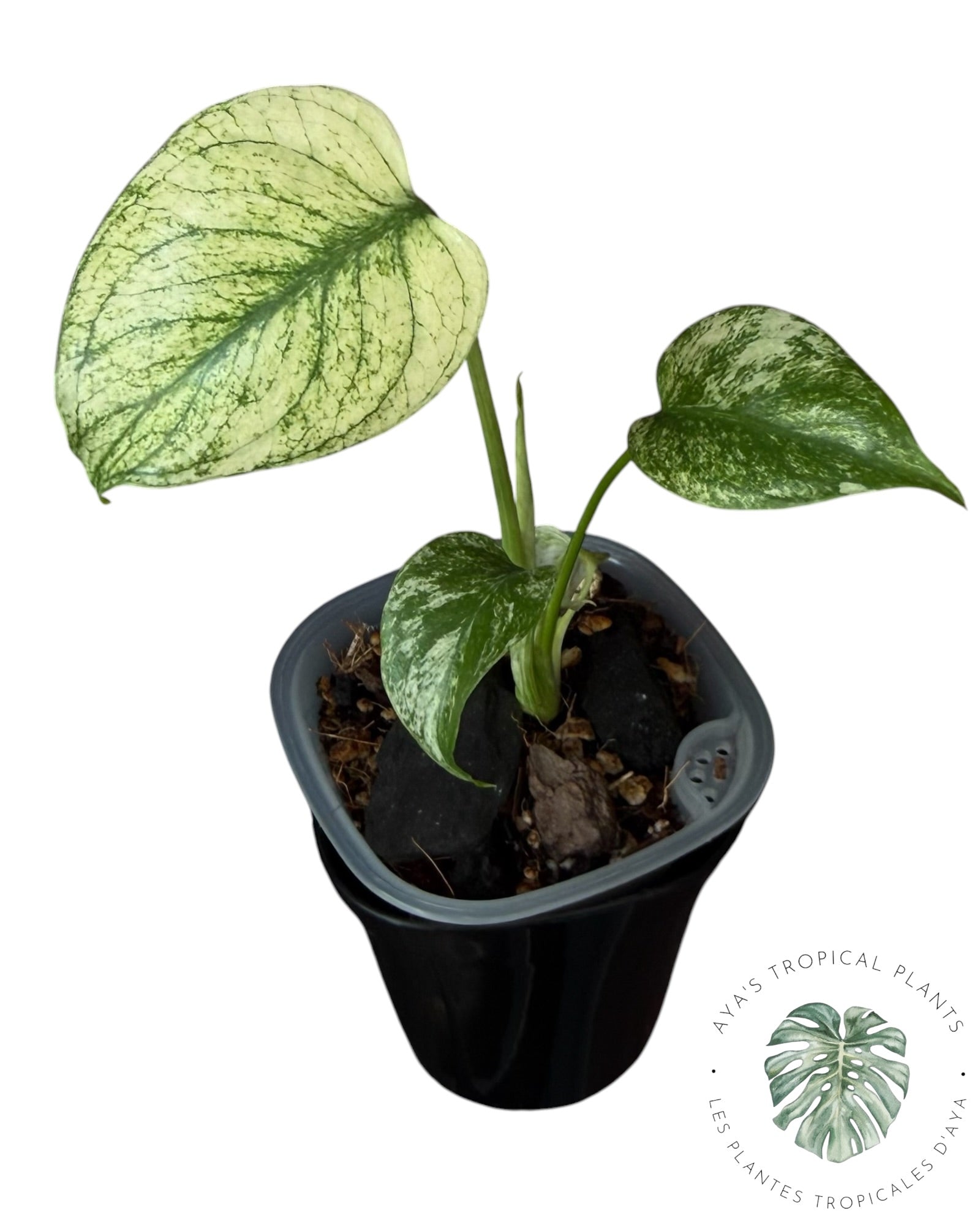 Monstera White Monster