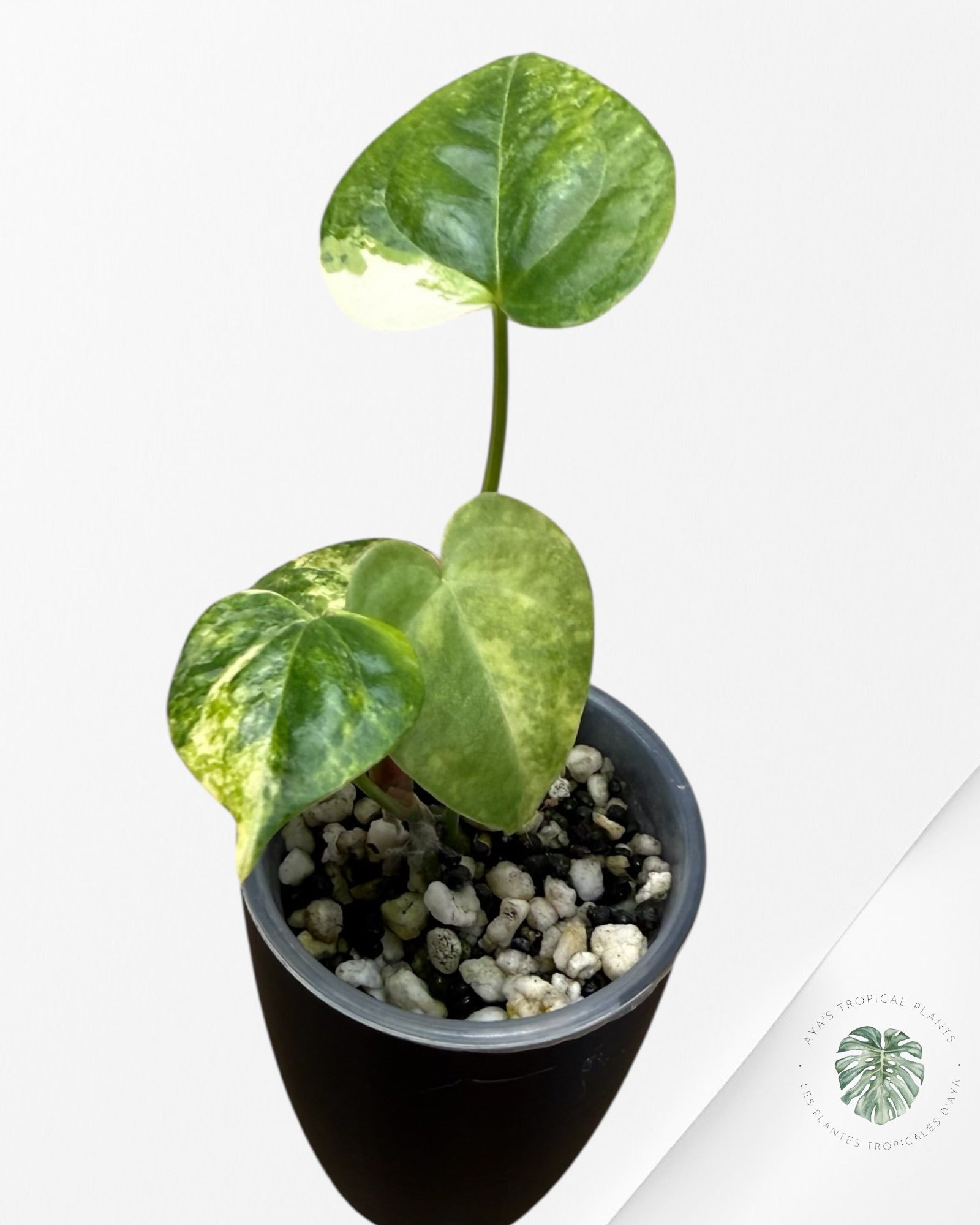 Anthurium Clarinervium Aurea Variegated