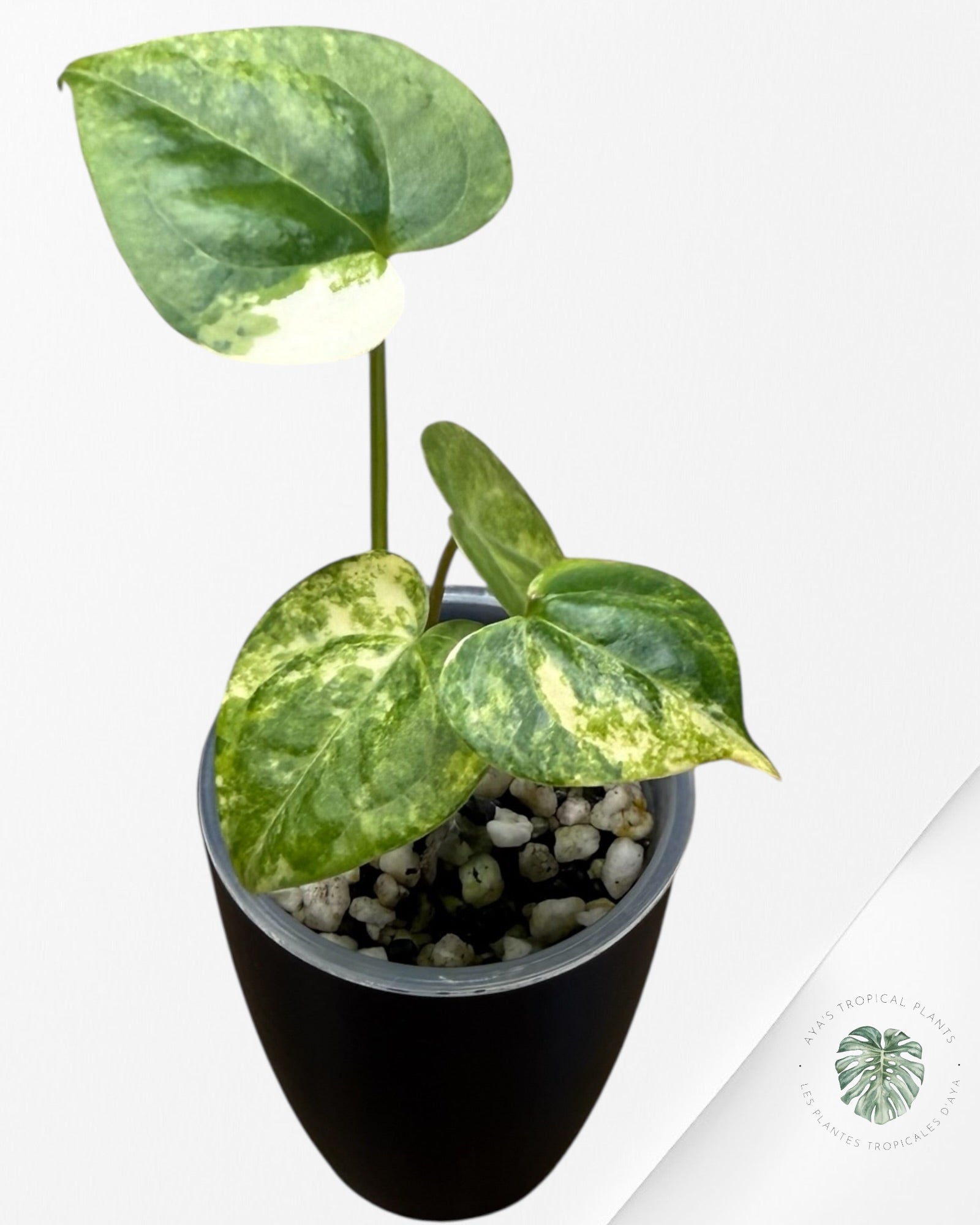 Anthurium Clarinervium Aurea Variegated