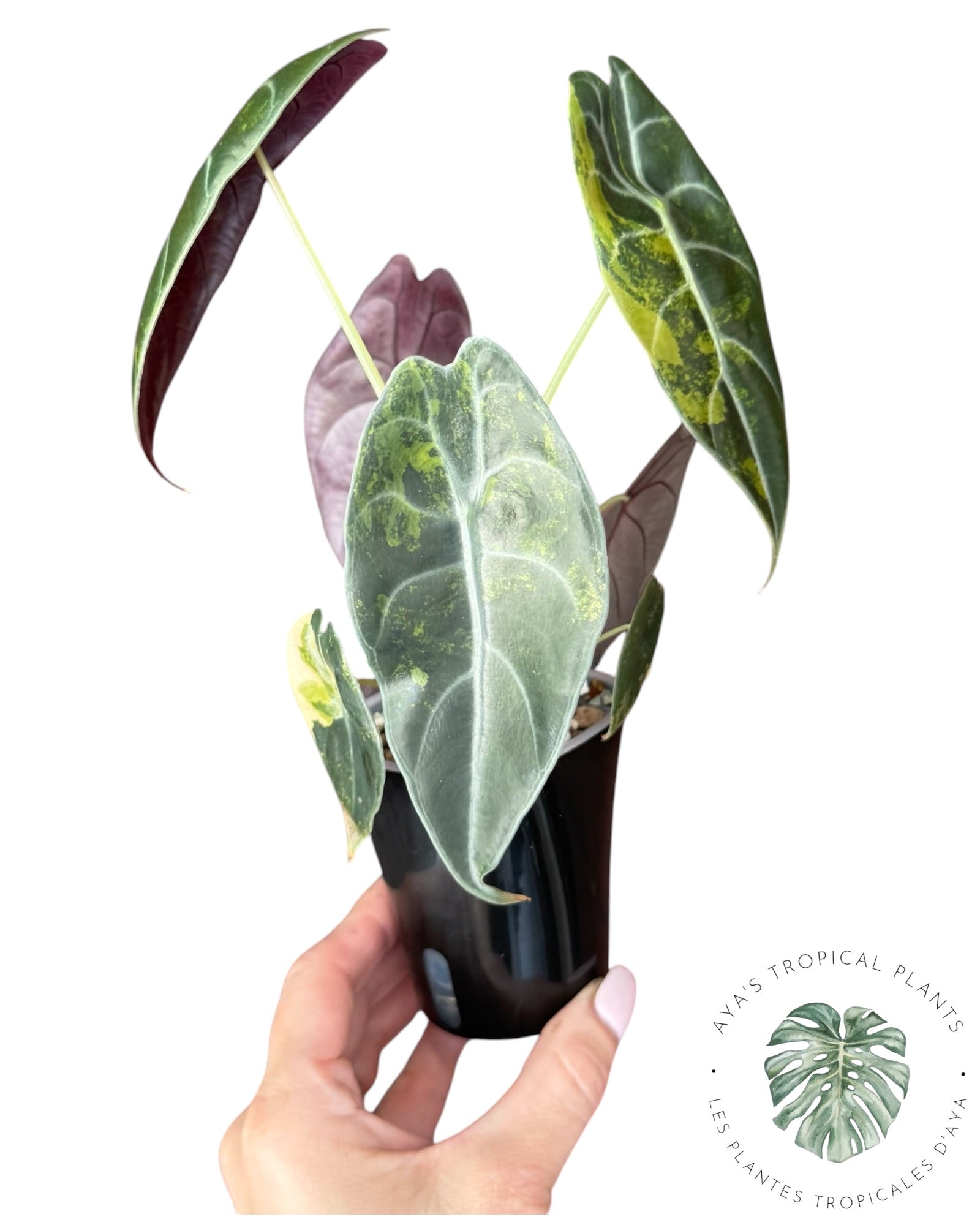 Alocasia Sedenii Aurea Variegated