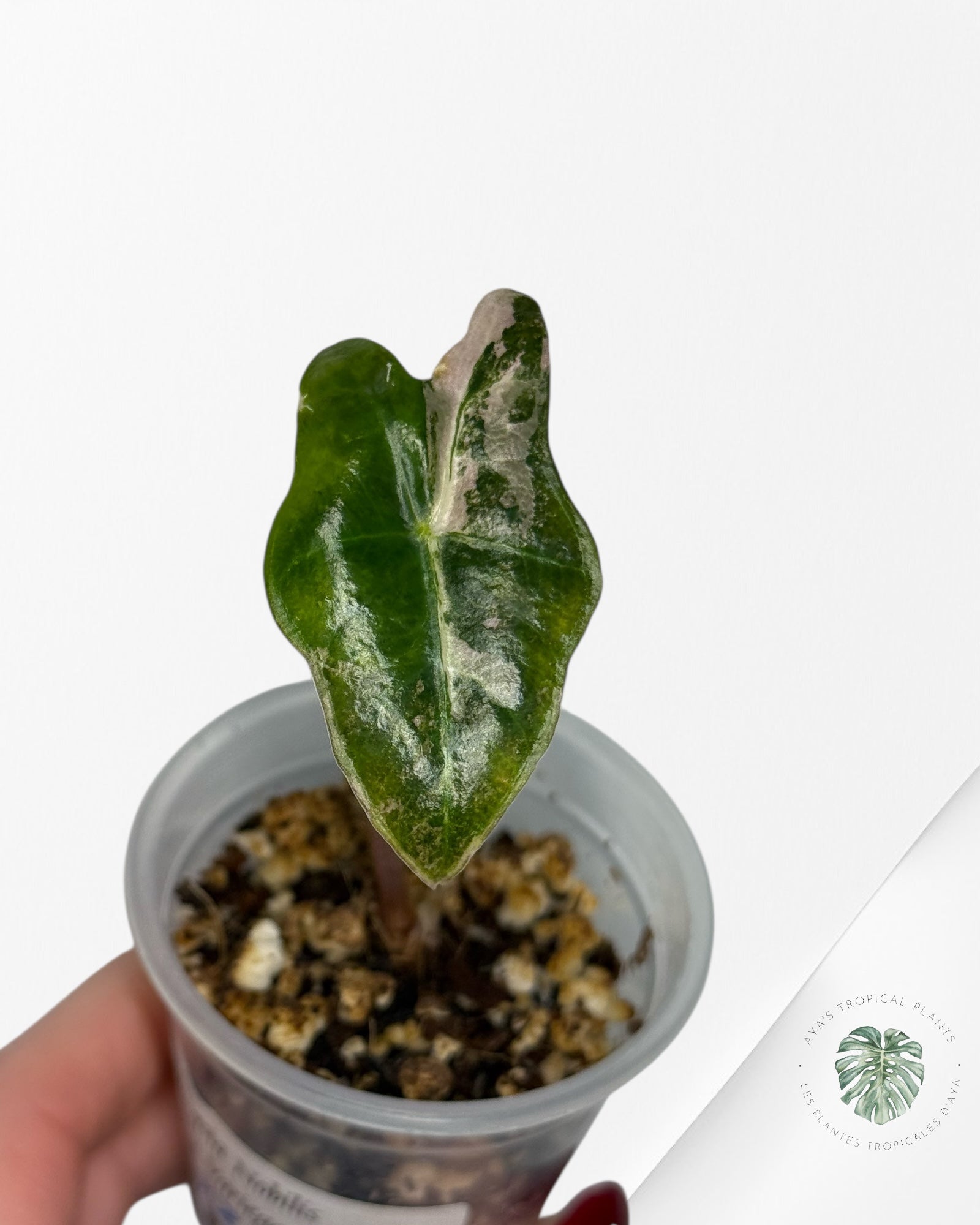 Alocasia Nobilis Variegated Aurea| Rare TC Plant| Aya's Tropical Plants