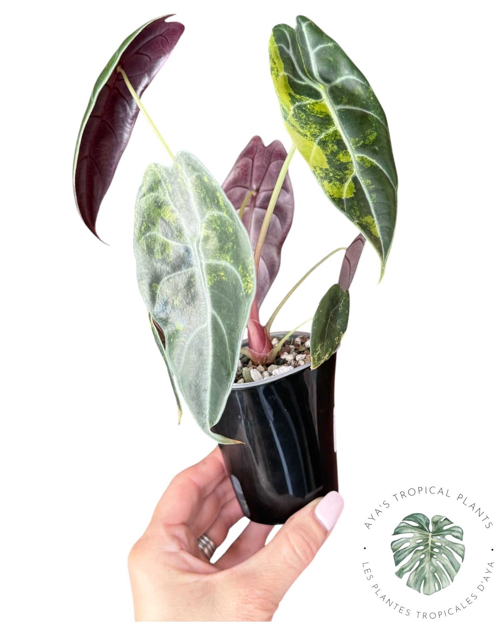Alocasia Sedenii Aurea Variegated