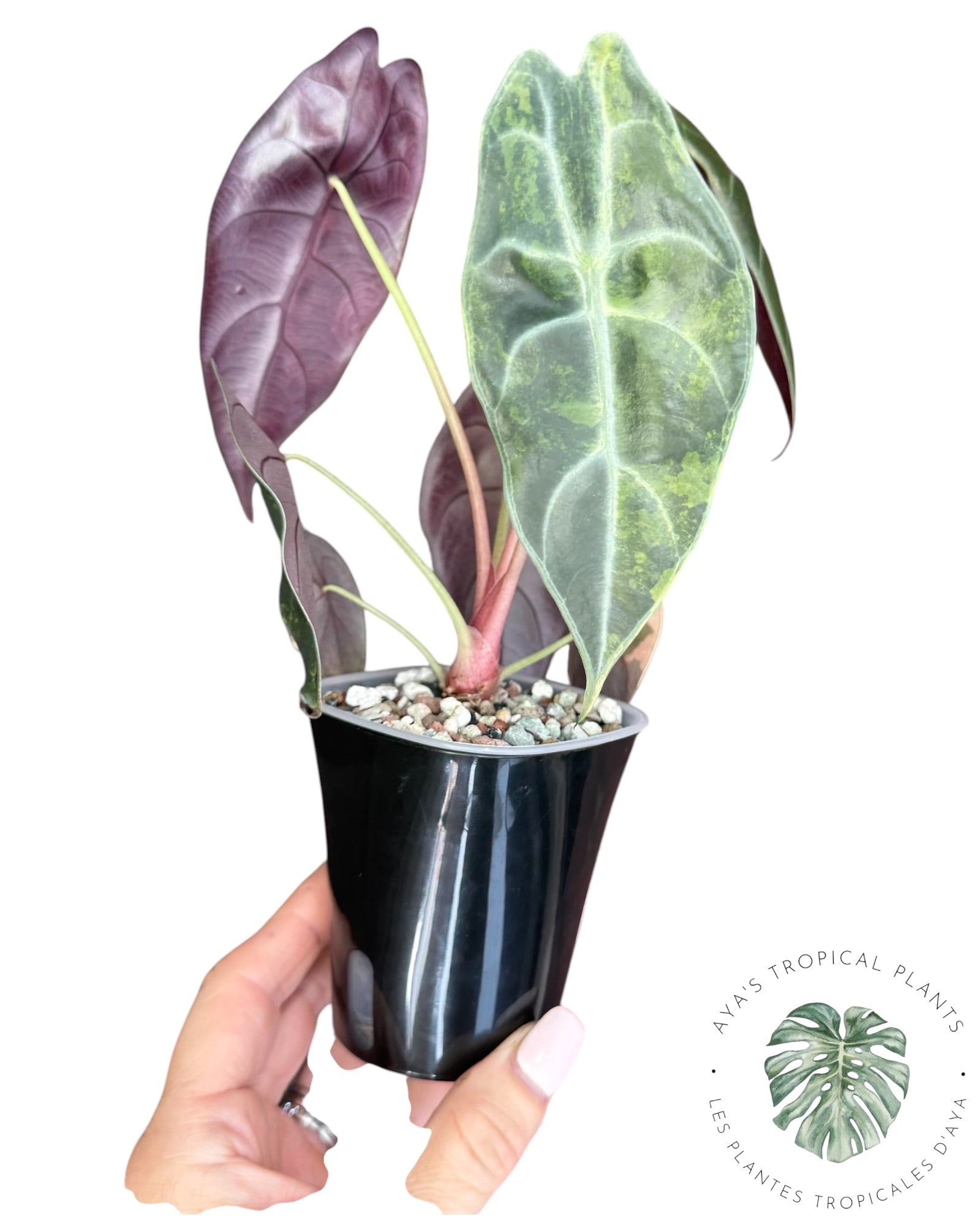 Alocasia Sedenii Aurea Variegated