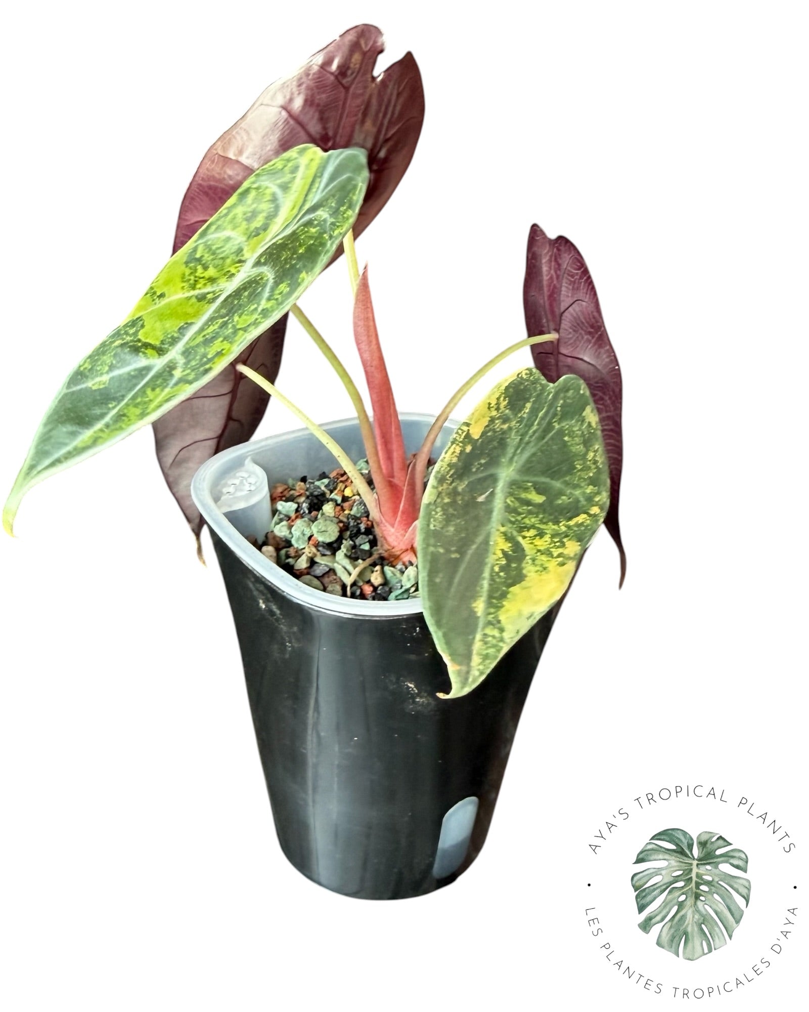Alocasia Sedenii Aurea Variegated
