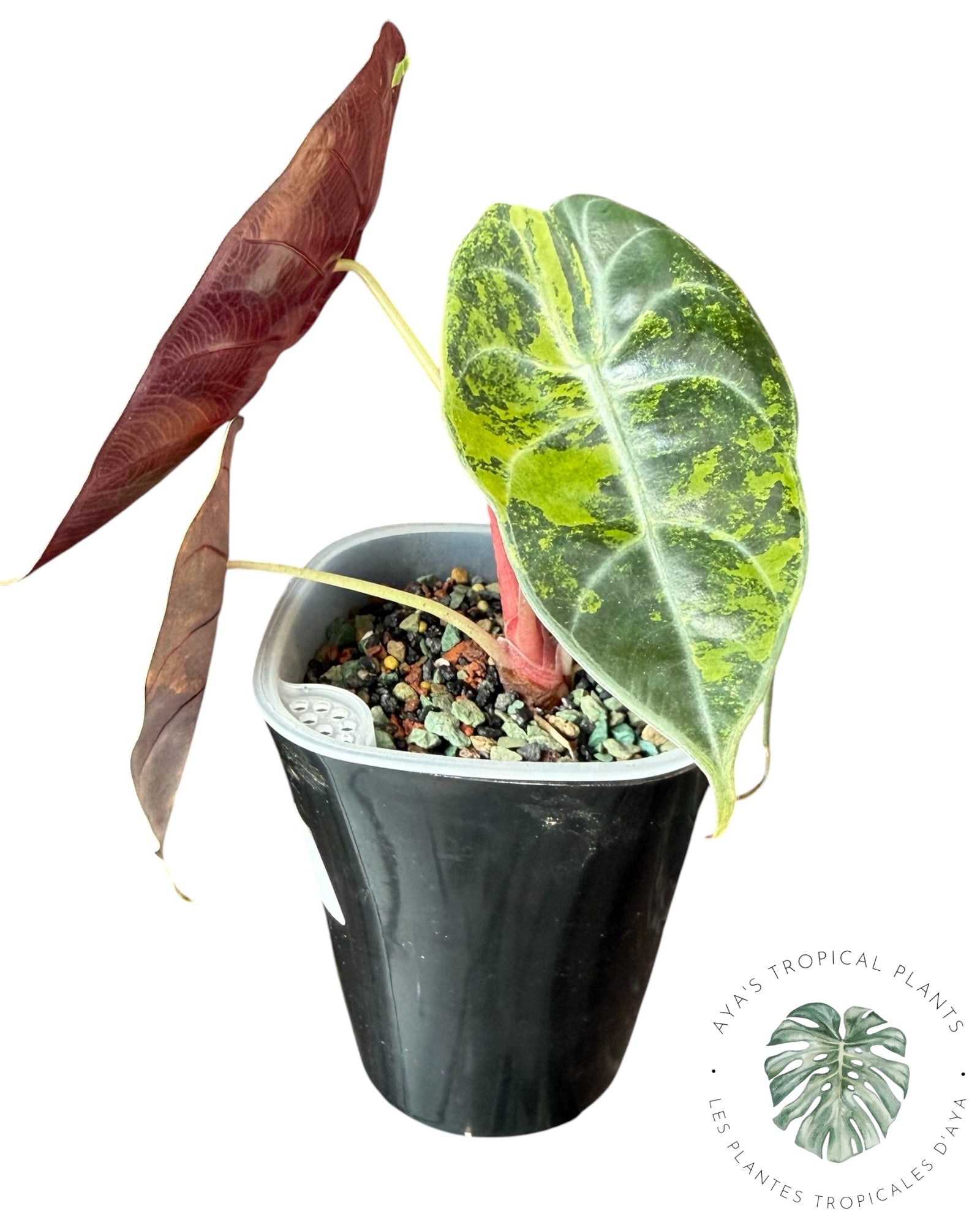 Alocasia Sedenii Aurea Variegated