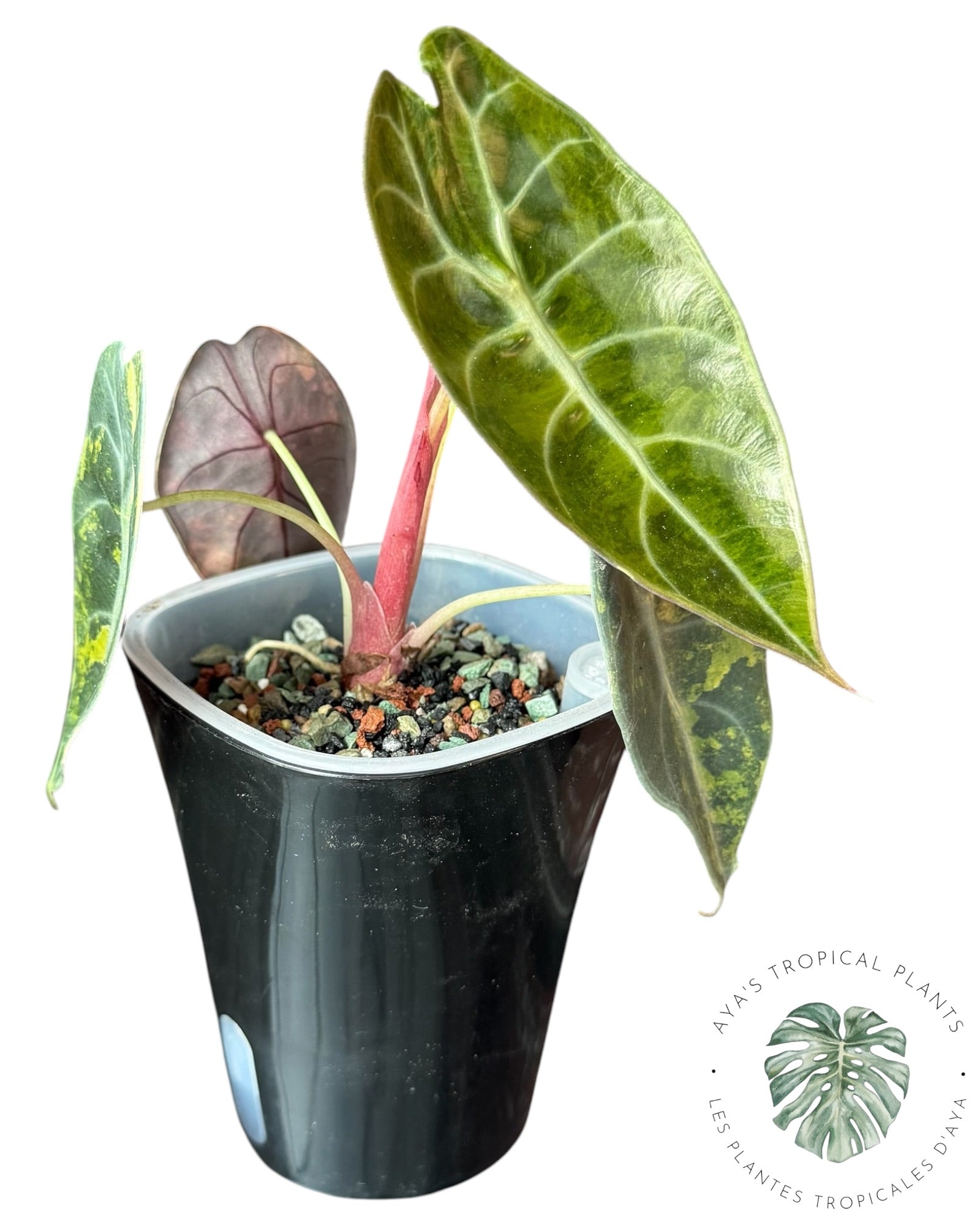 Alocasia Sedenii Aurea Variegated