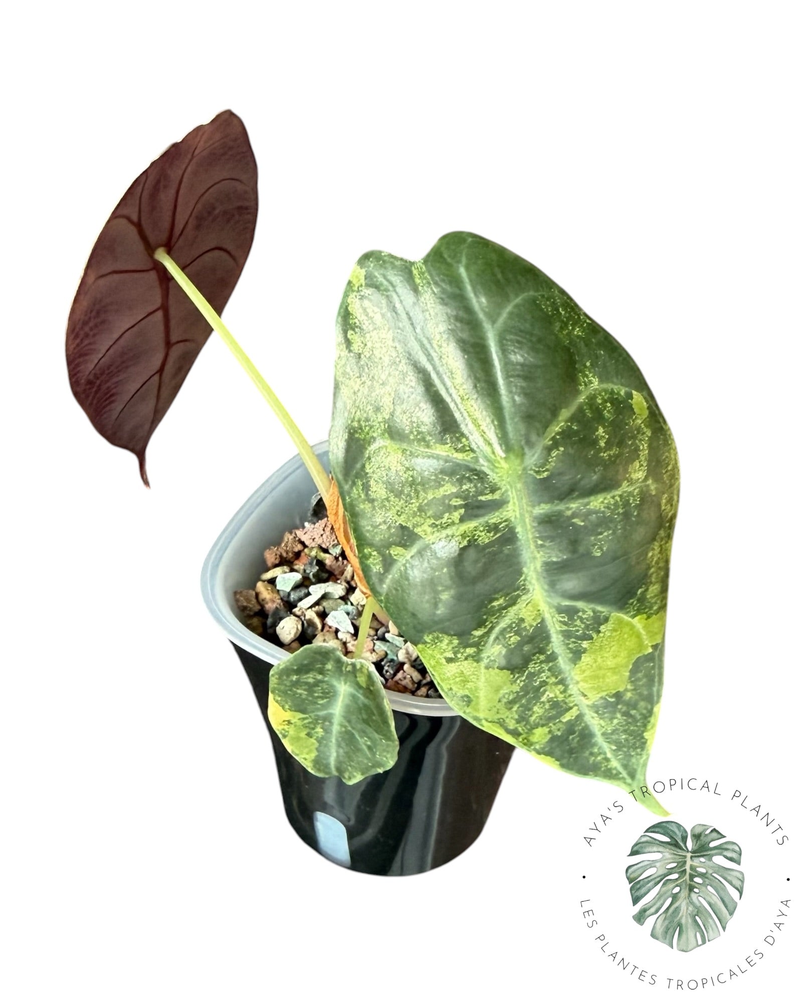 Alocasia Sedenii Aurea Variegated