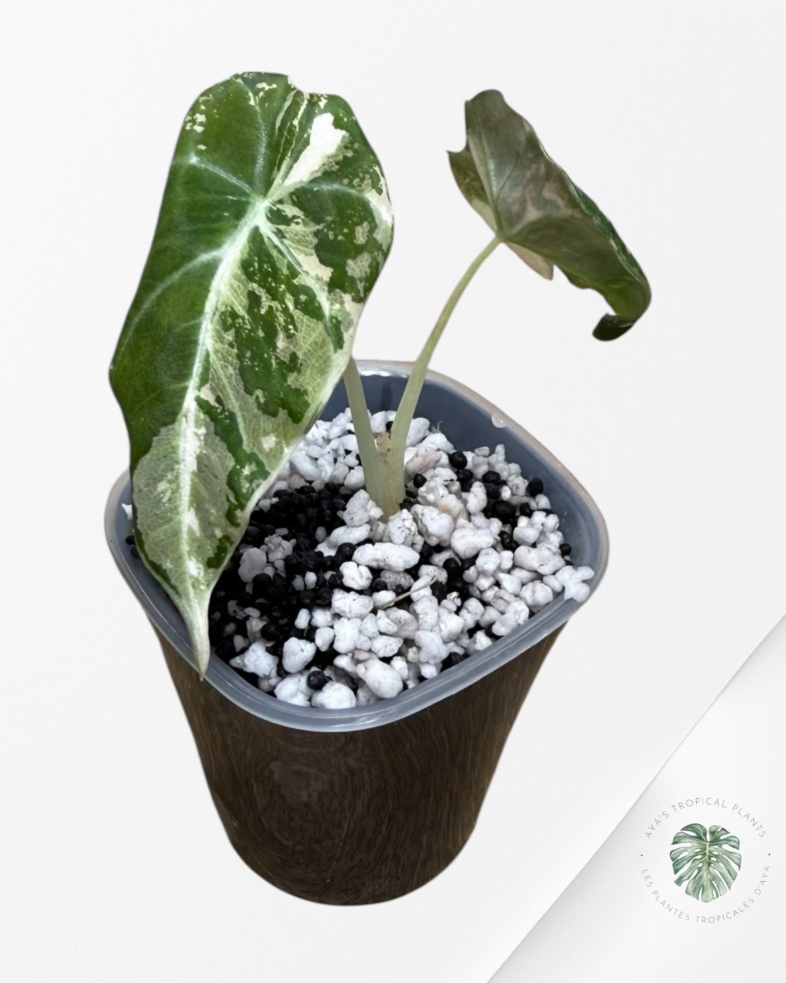 Alocasia Black Velvet Pink Variegated