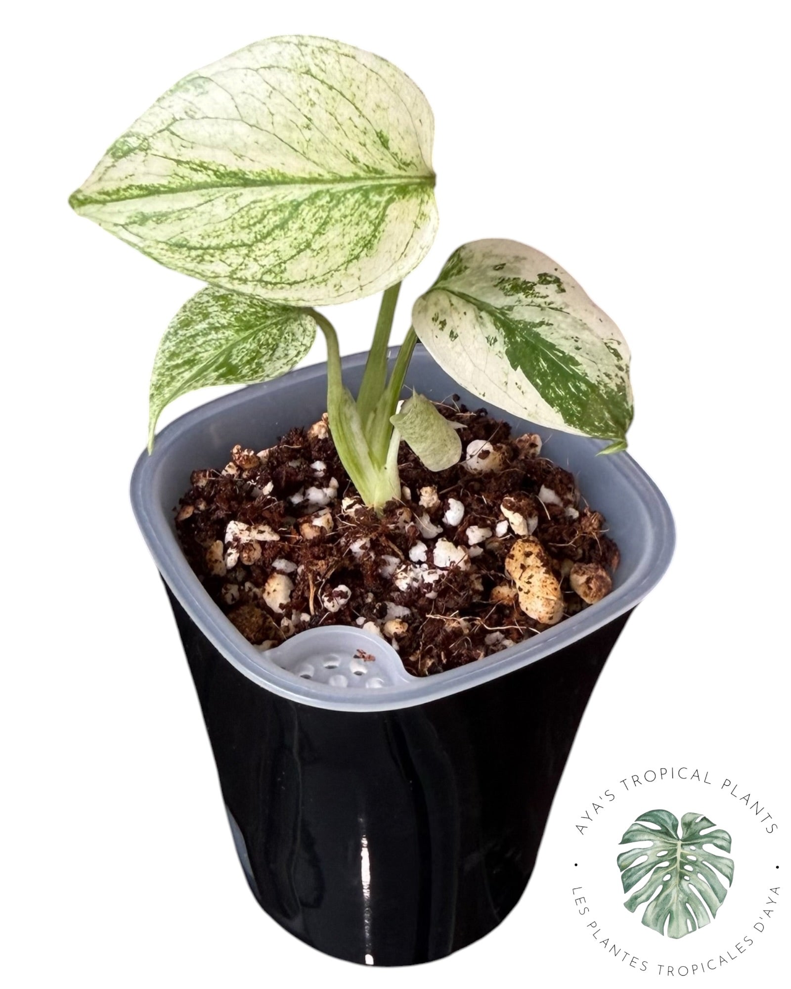 Monstera Monstre Blanc
