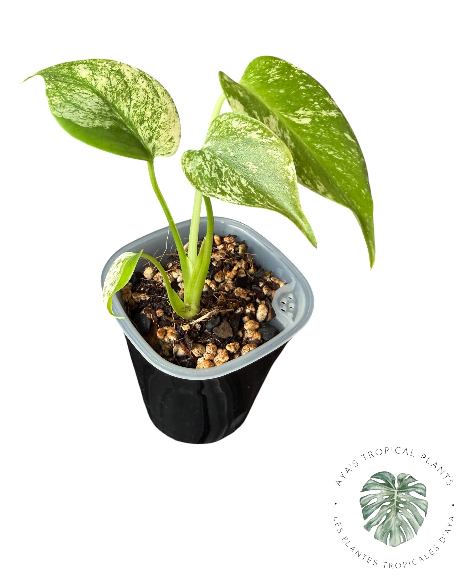 Monstera White Monster