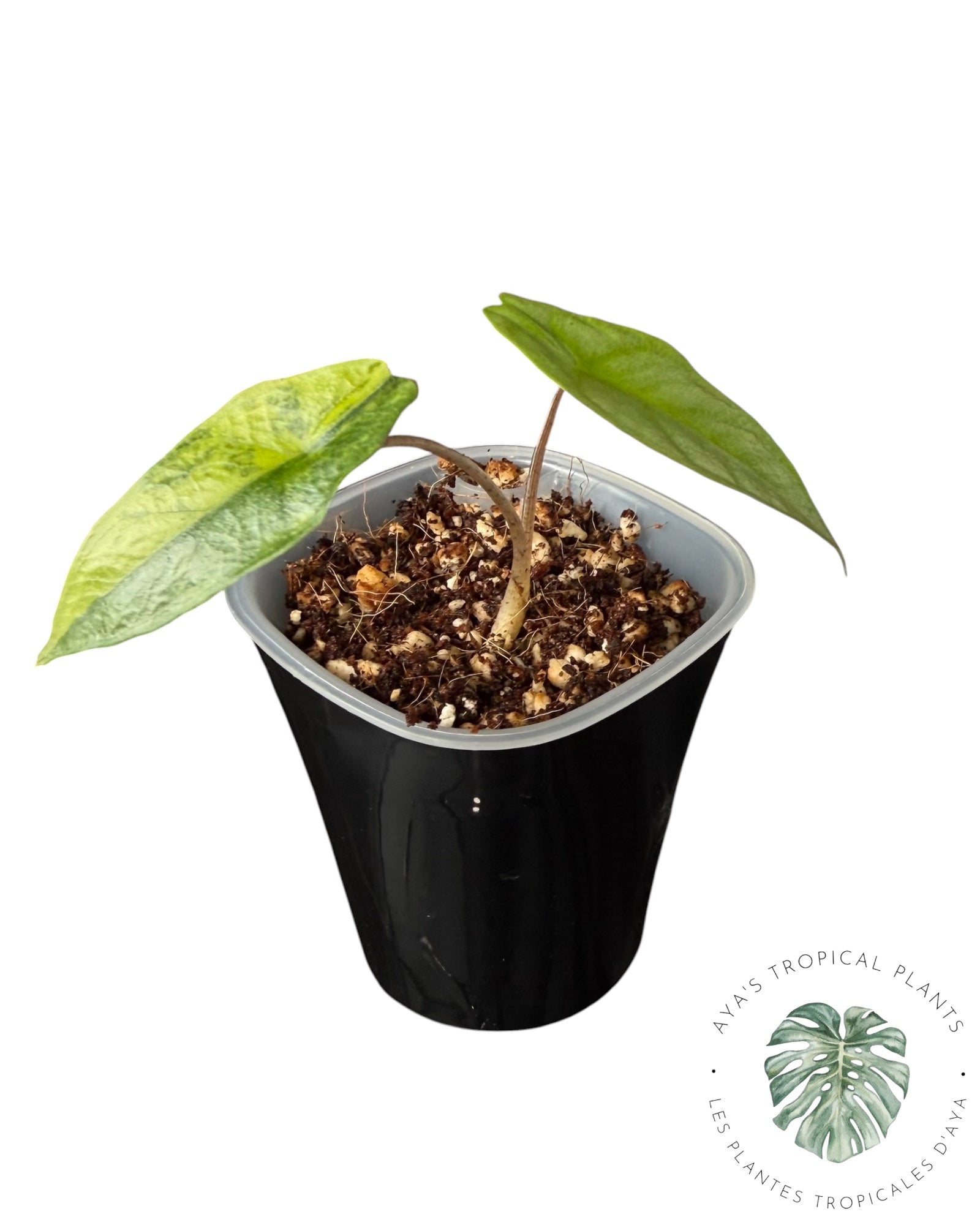 Alocasia Heterophylla Metallic Blue Aurea Variegated