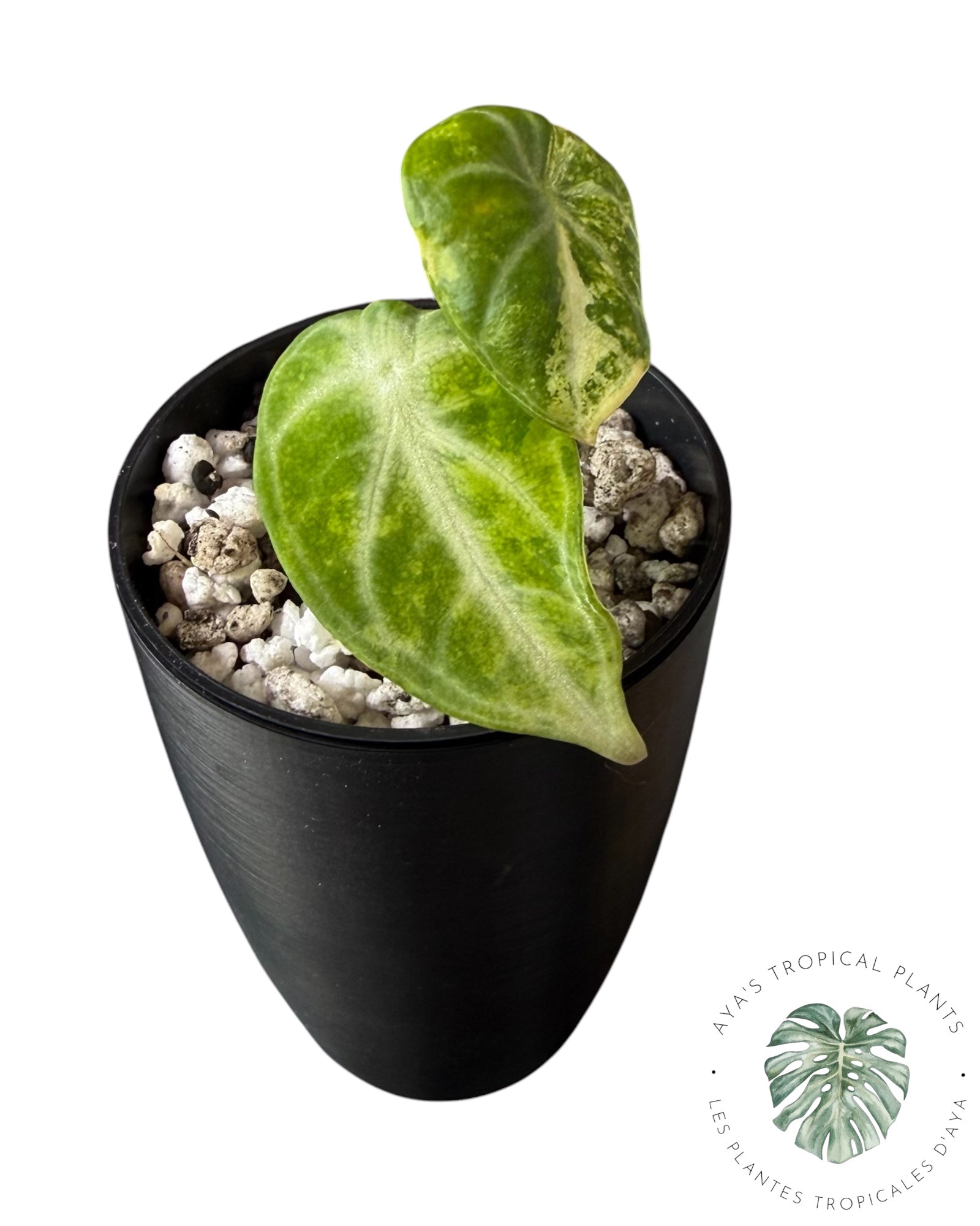 Alocasia Ninja Aurea