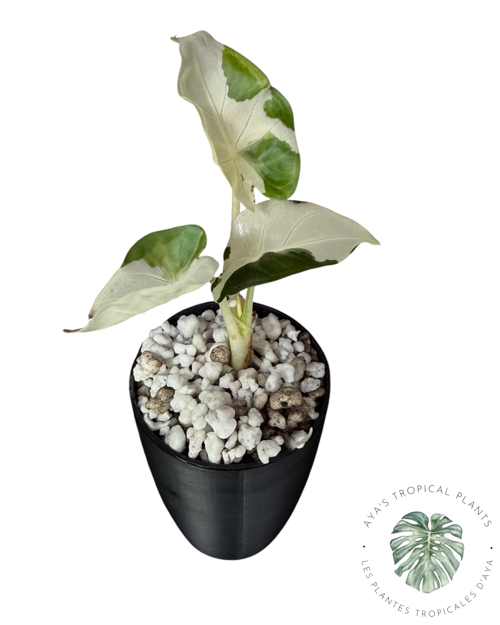 Alocasia Regal Shield Albo