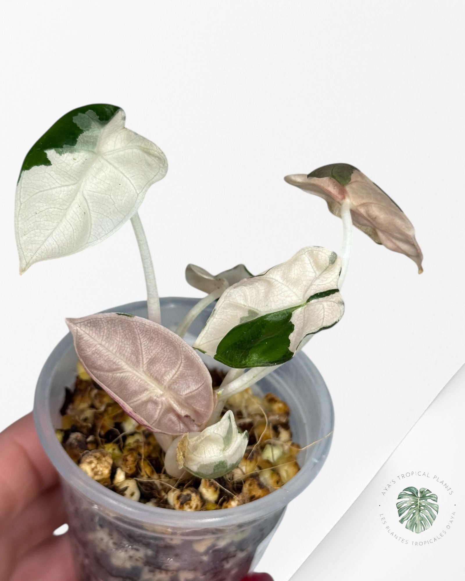 Alocasia Heart Balloon Pink variegated| Rare TC Plant| Aya's Tropical Plants