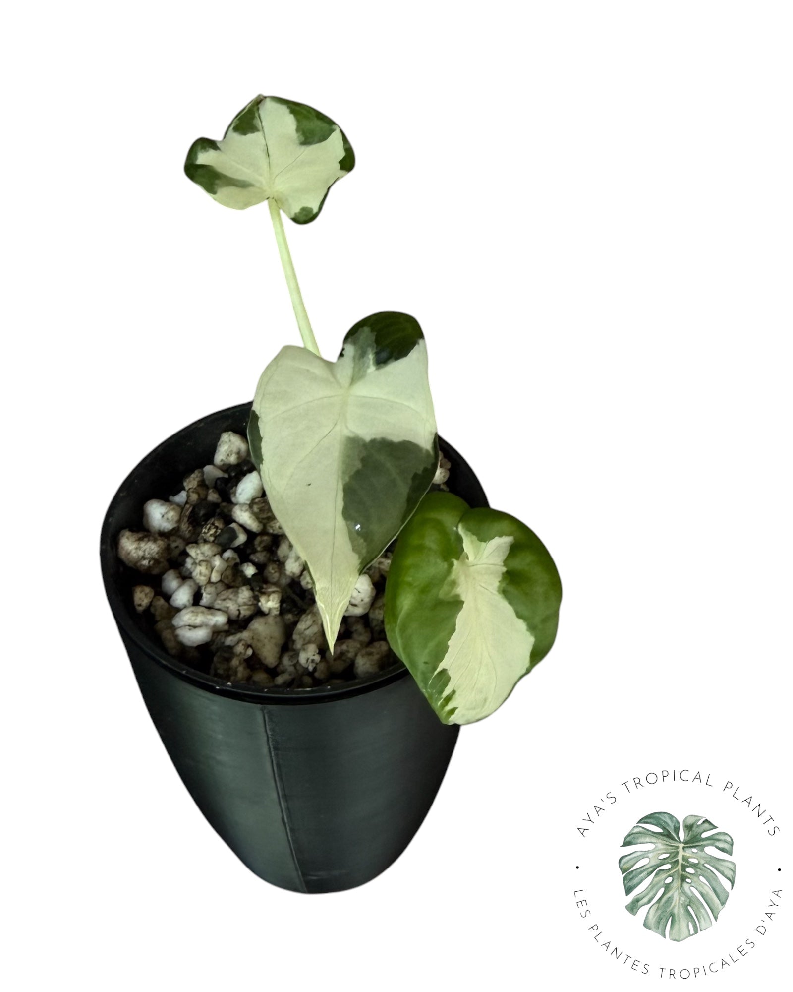 Alocasia Regal Shield Albo