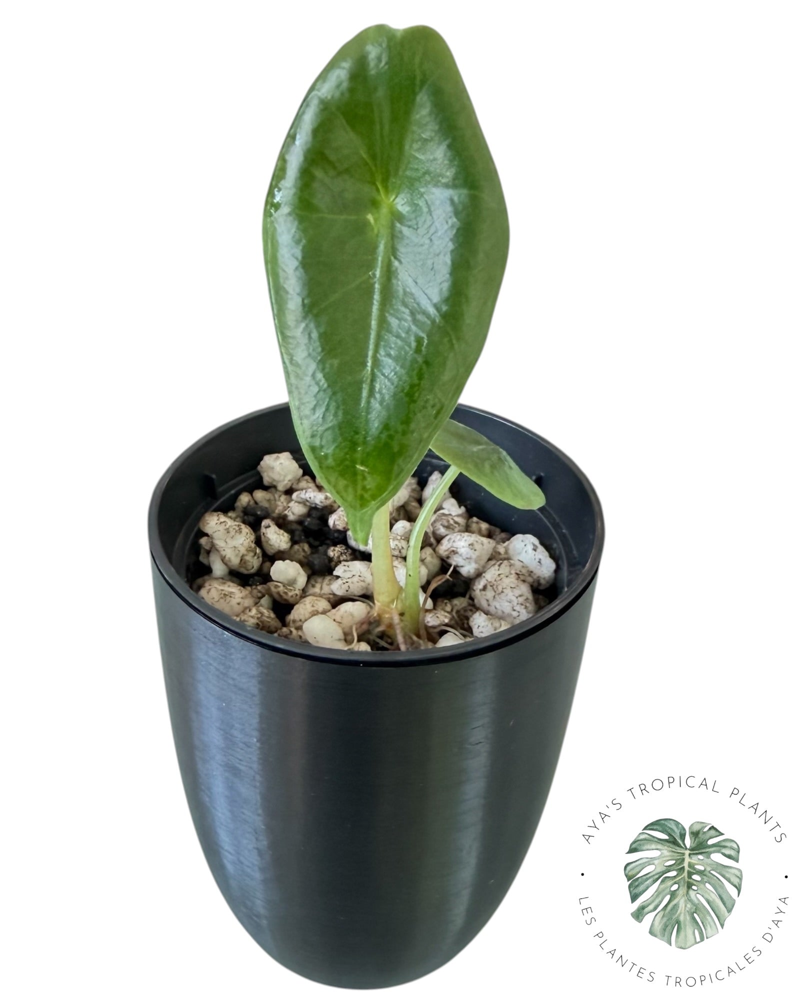 Alocasia Longiloba Purple