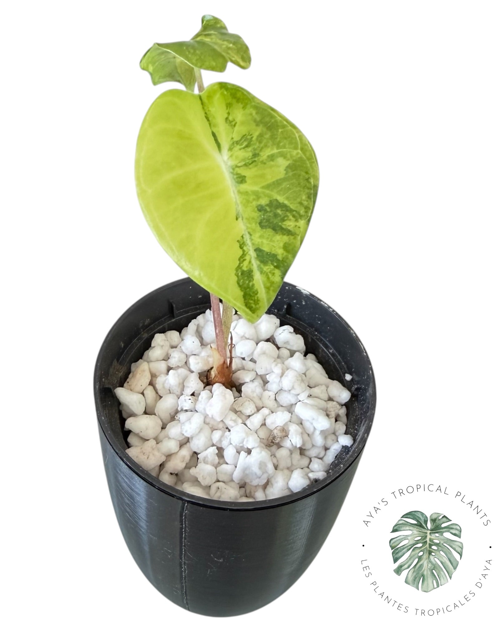 Alocasia Longiloba Grandis Aurea Panaché