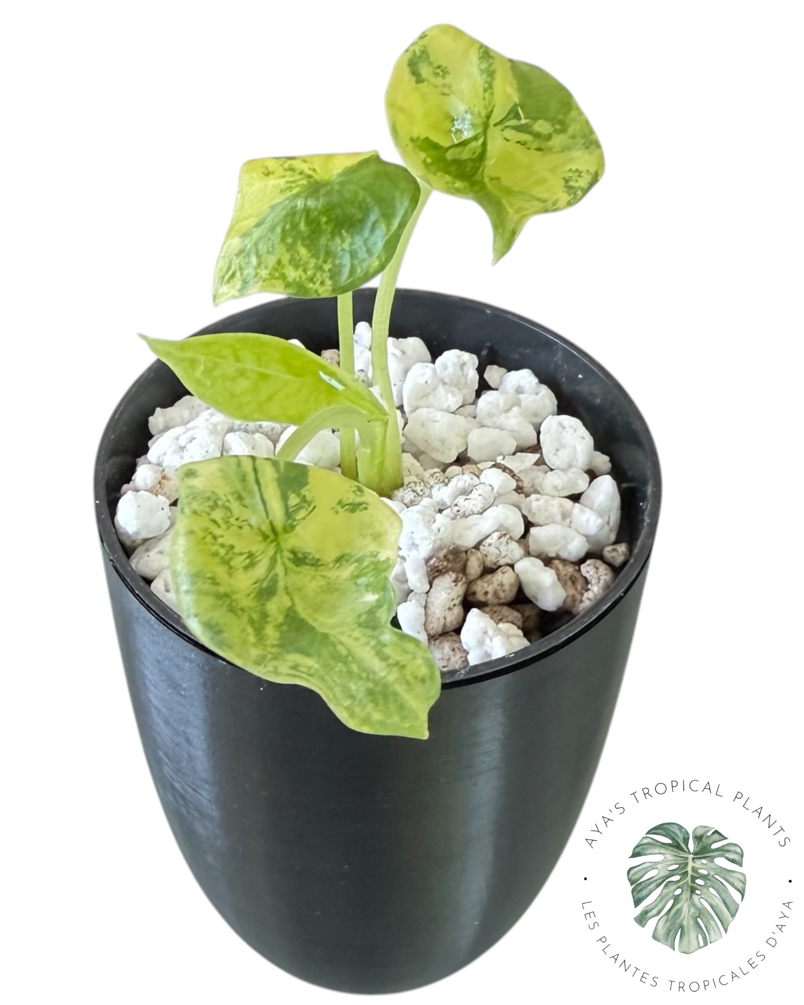 Alocasia Sinuata Aurea Variégata