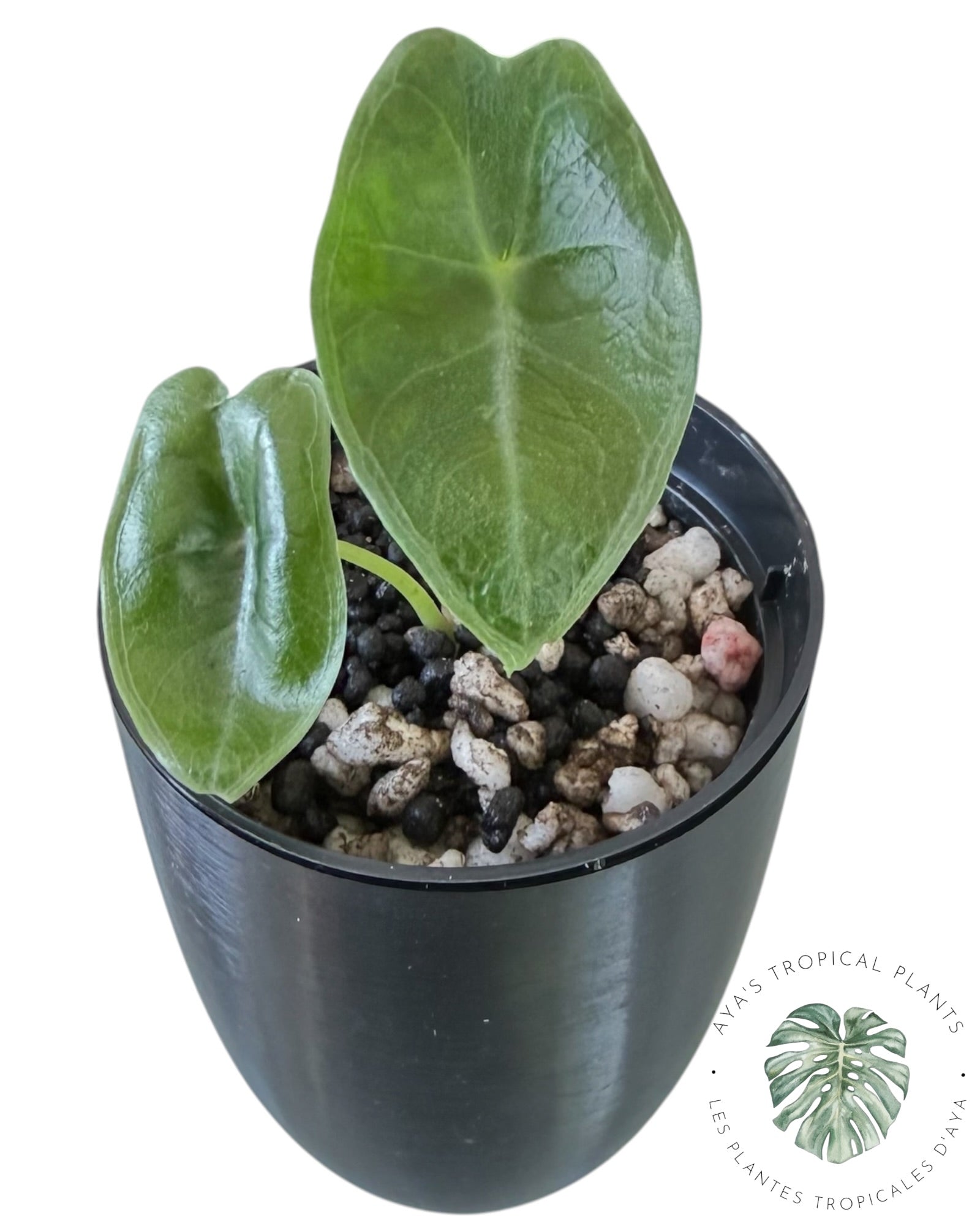 Alocasia Longiloba Purple
