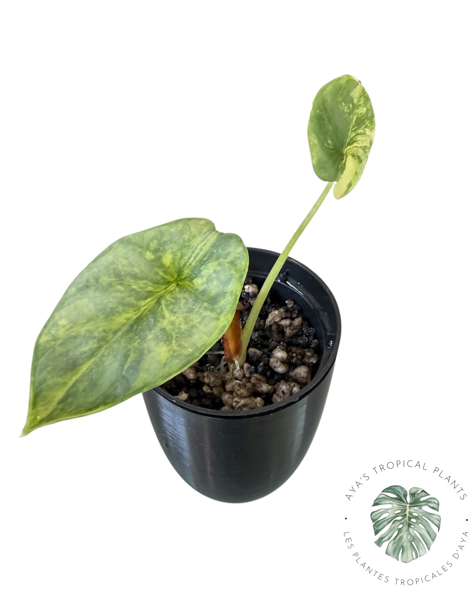 Alocasia Silver Dragon Aurea Variegated