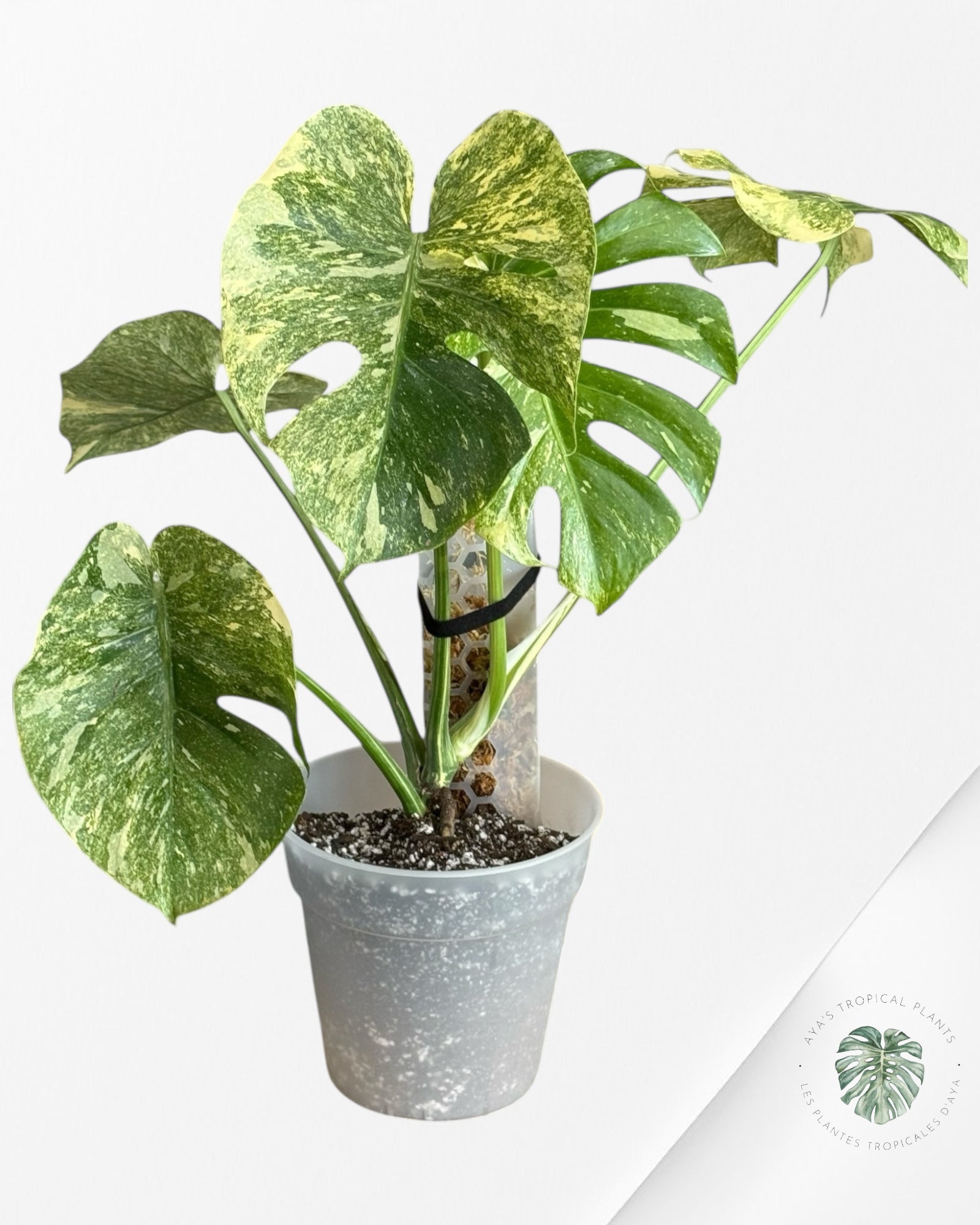 Monstera Legacy - 01
