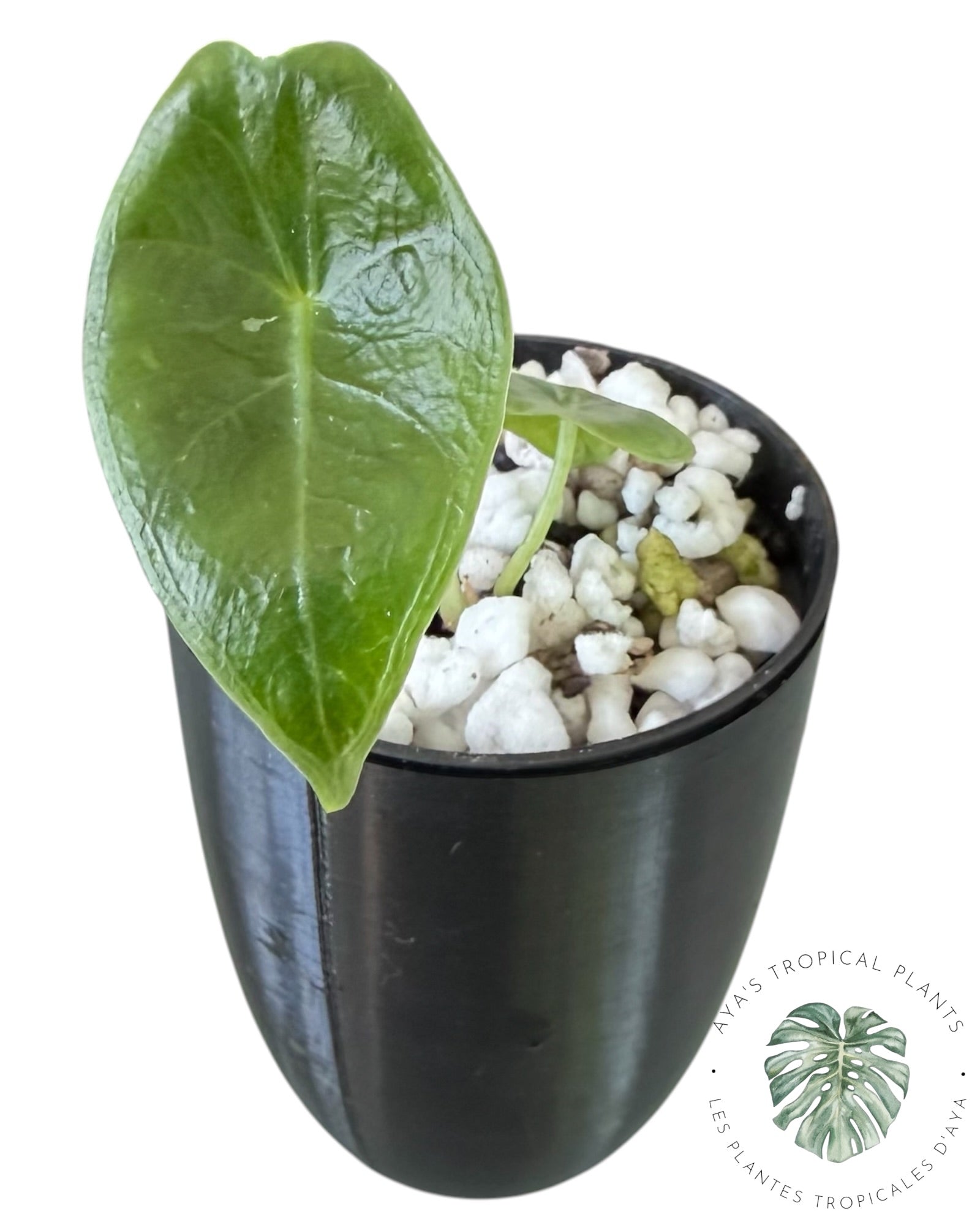 Alocasia Longiloba Pourpre