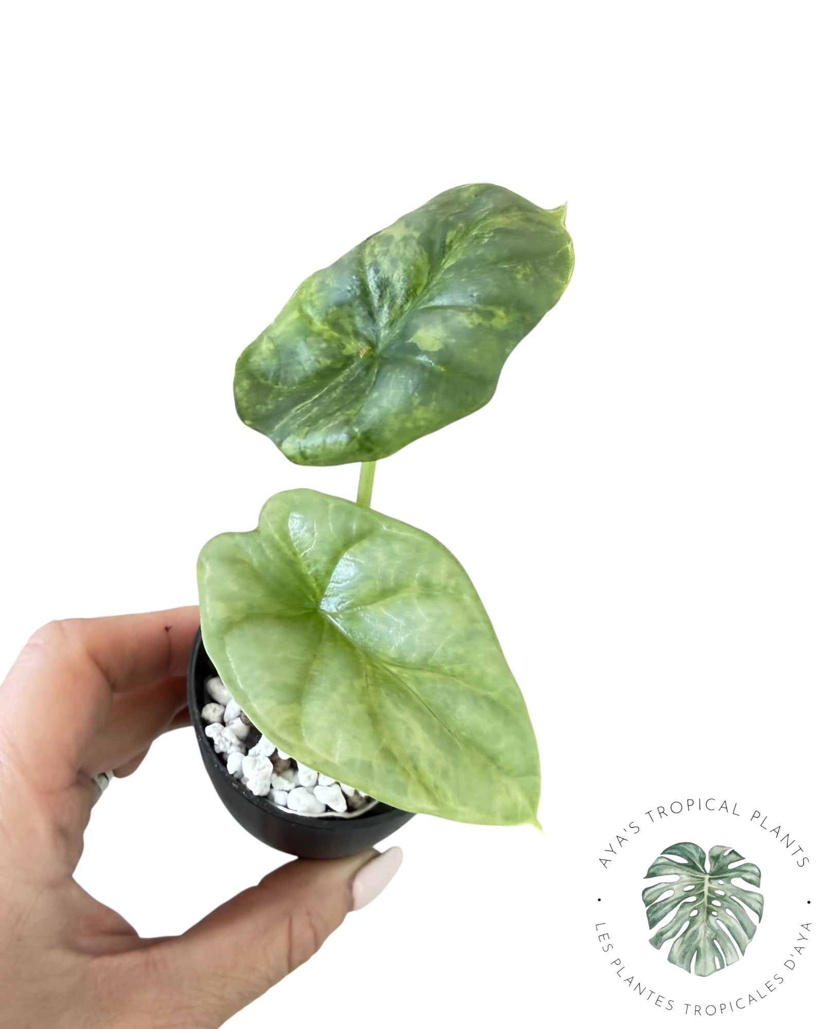 Alocasia Silver Dragon Aurea Variegated