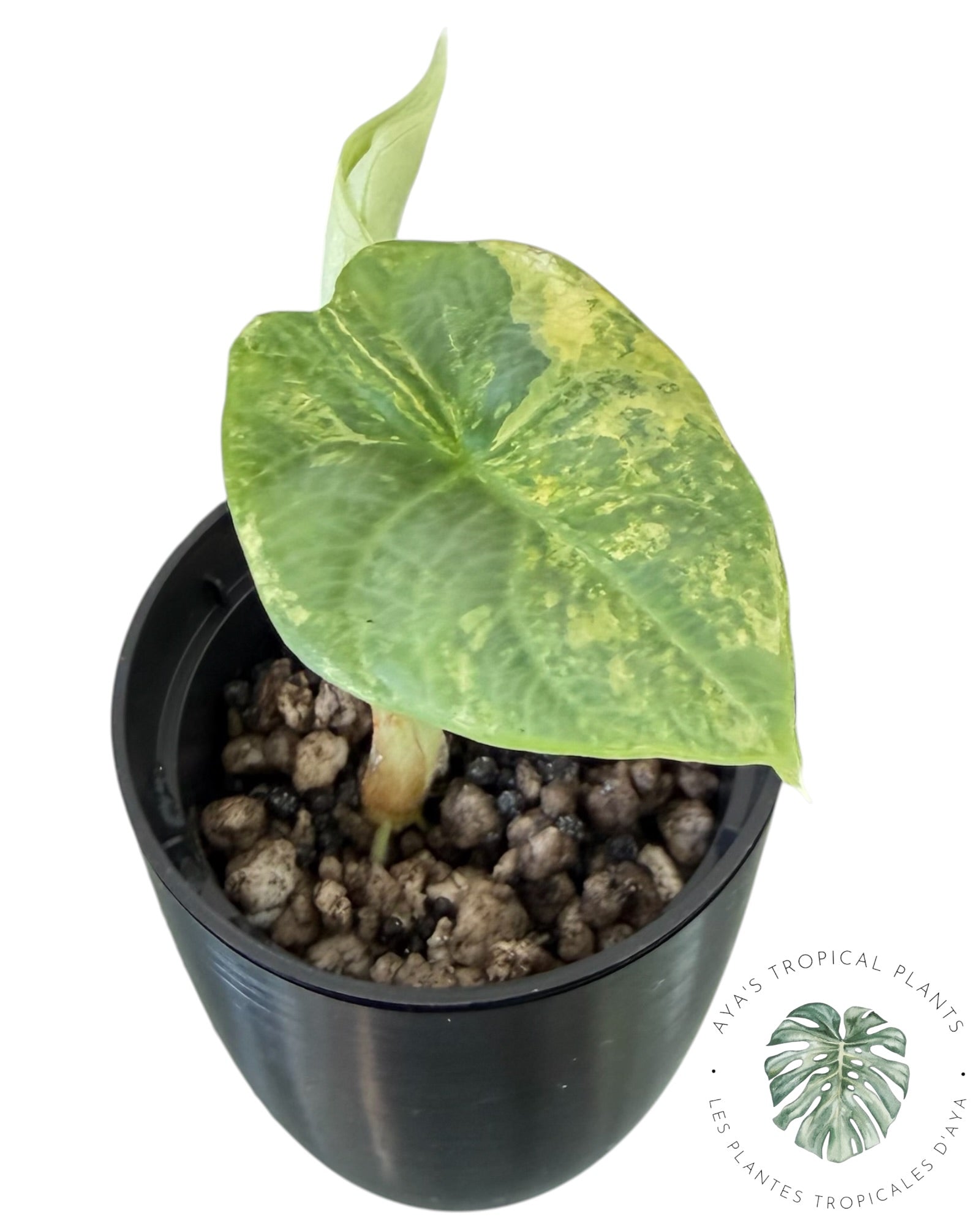 Alocasia Silver Dragon Aurea Variegated